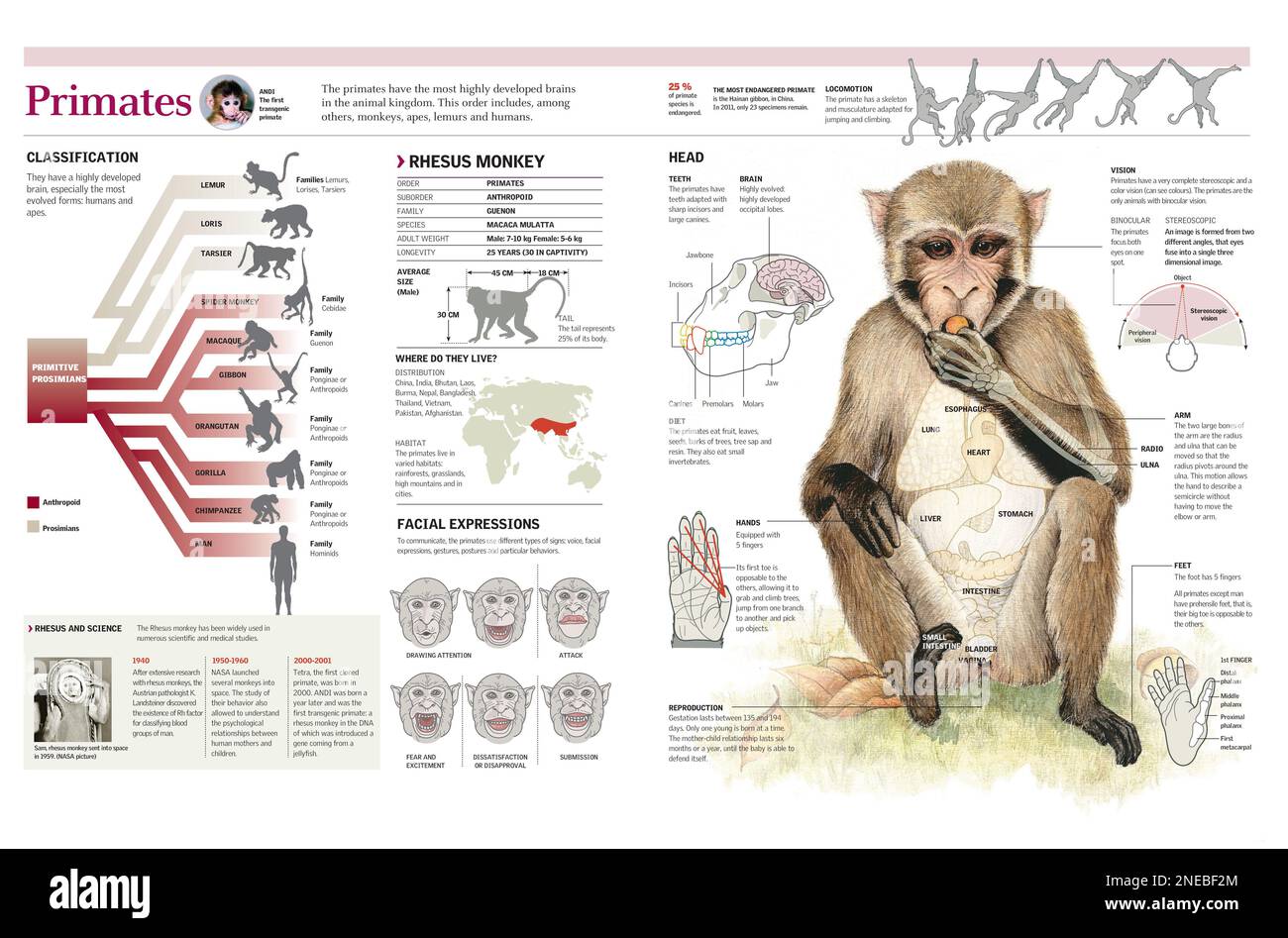 Infographics of the classification of primates and their anatomical