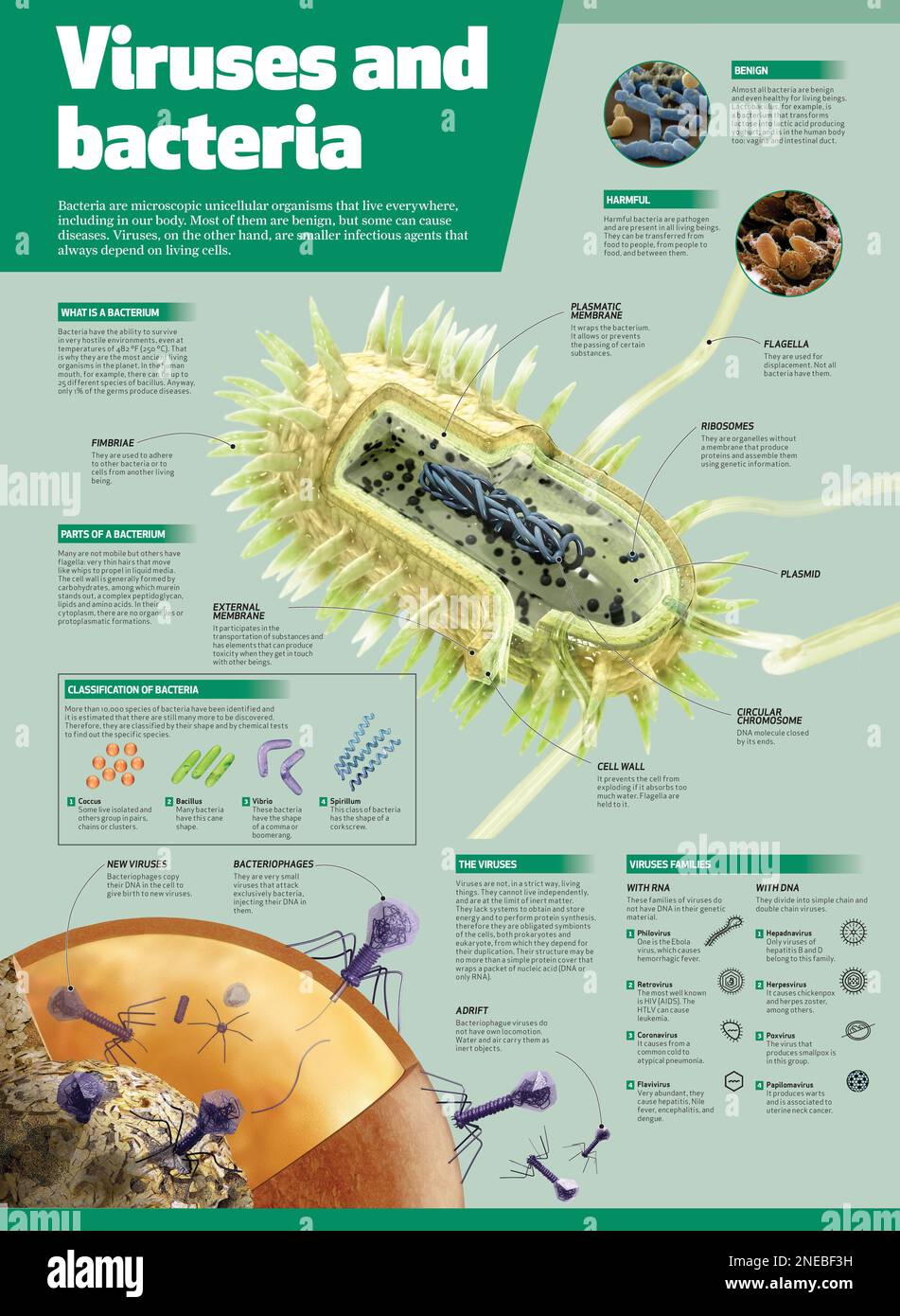 Infography about viruses and bacteria. [Adobe InDesign (.indd); 3543x4842]. Stock Photo