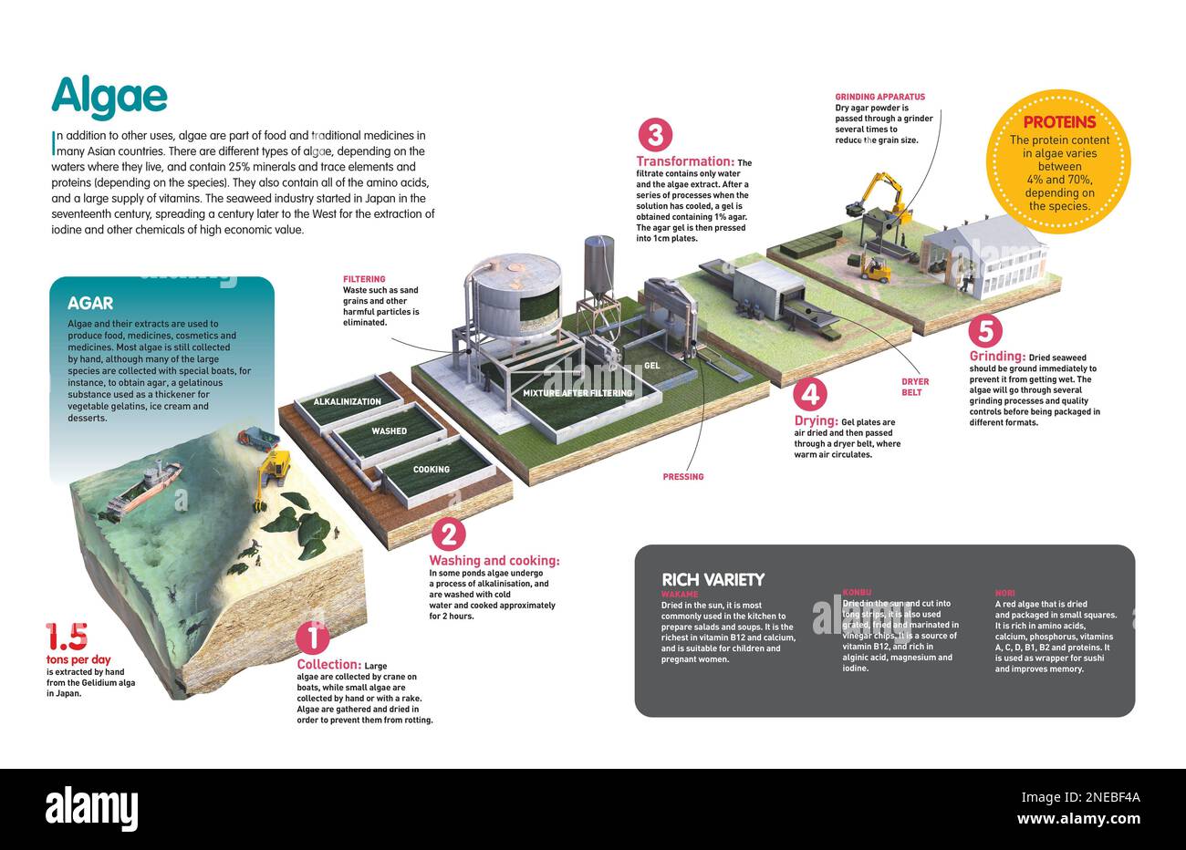 Infographic about algae as food and the process followed from its collection to its packaging
