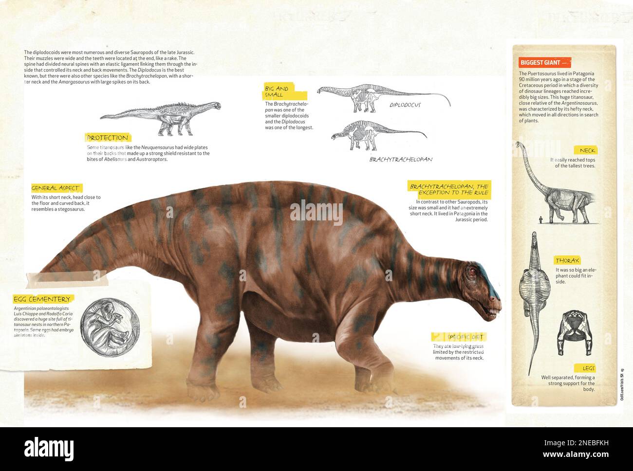 Infographics about diplodocoidea, one of the large types of dinosaurs that inhabited the Earth in the Jurassic period of the Mesozoic era. [QuarkXPress (.qxp); 4842x3248]. Stock Photo