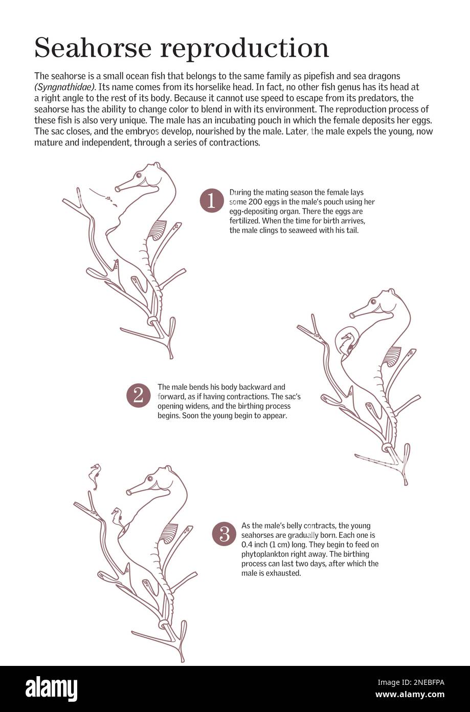 Infographic that show the reproductive phases of the sea horse. [Adobe InDesign (.indd); 2480x3507]. Stock Photo
