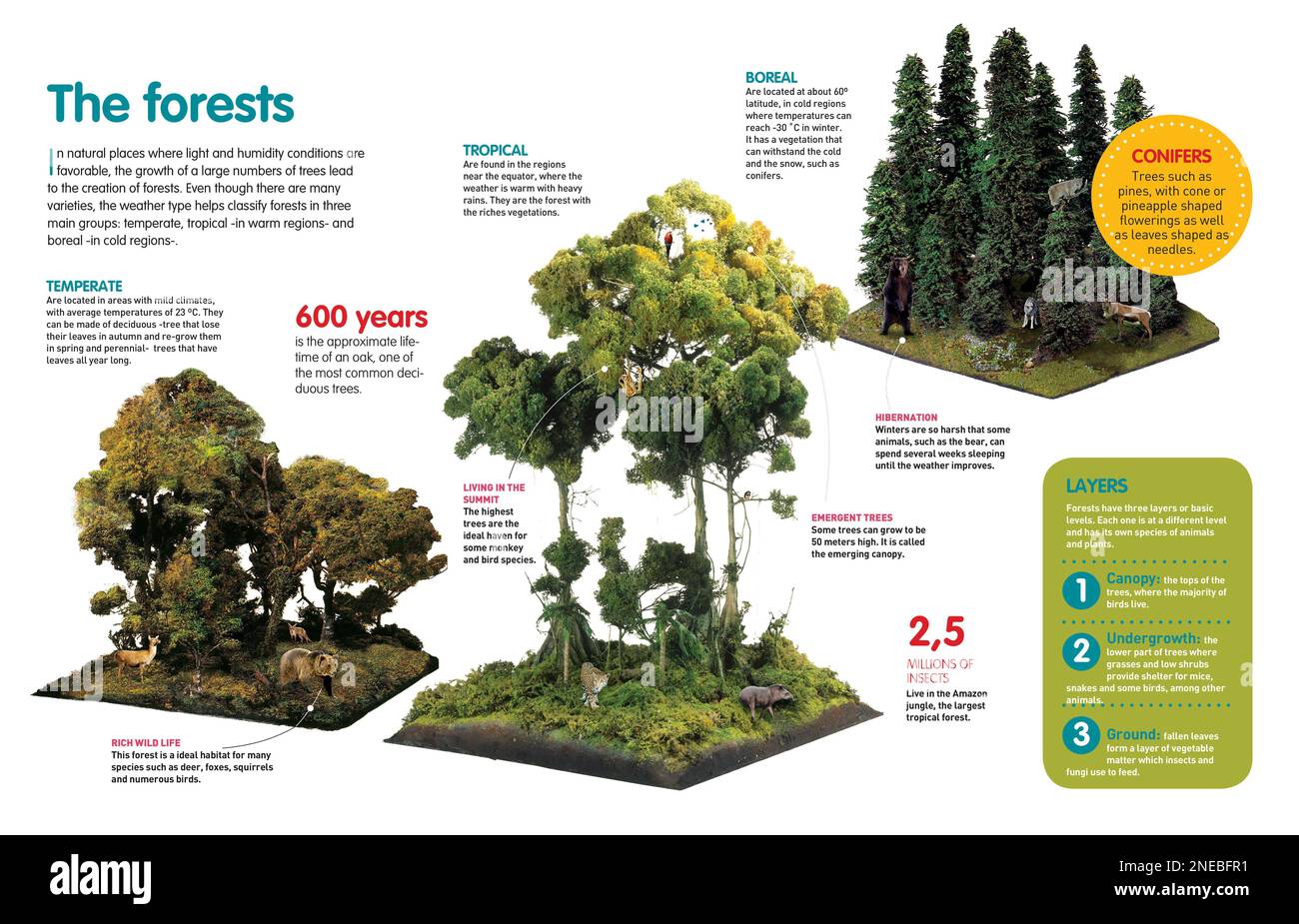 Infographic that describes the various types of forests according to the climate and the fauna of each of them. [QuarkXPress (.qxp); Adobe InDesign (.indd); 4960x3188]. Stock Photo