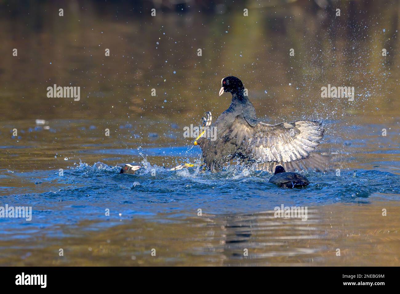 Coot skirmish. An argument between rival male Eurasian Coots (Fulica atra) gets lively during the spring breeding season. Stock Photo