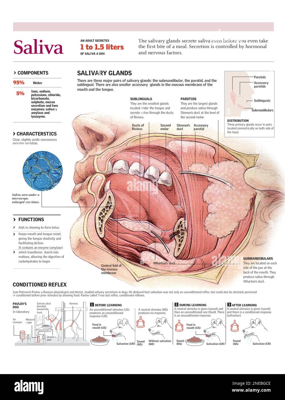 Infographics of the functioning of human salivary glands, the composition and the function of saliva and the conditions that take place in the salivary secretions. [Adobe Illustrator (.ai); 2480x3248]. Stock Photo