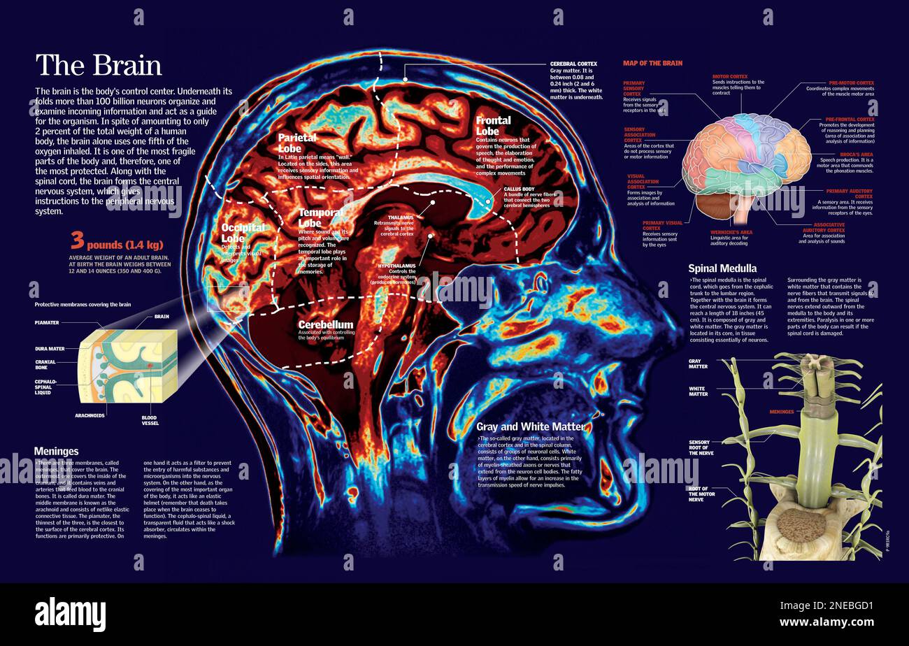Infographic of the human brain: the layers which protect it, the lobes into which it is divided, the cerebral cortex which composes it, and its connection with the spinal cord. [QuarkXPress (.qxp); 6259x4015]. Stock Photo