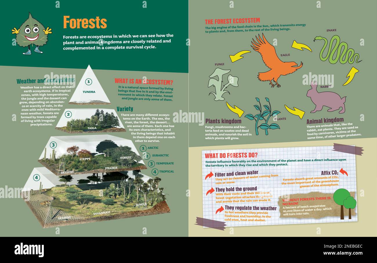 Infographic about the forest ecosystem. [Adobe InDesign (.indd ...