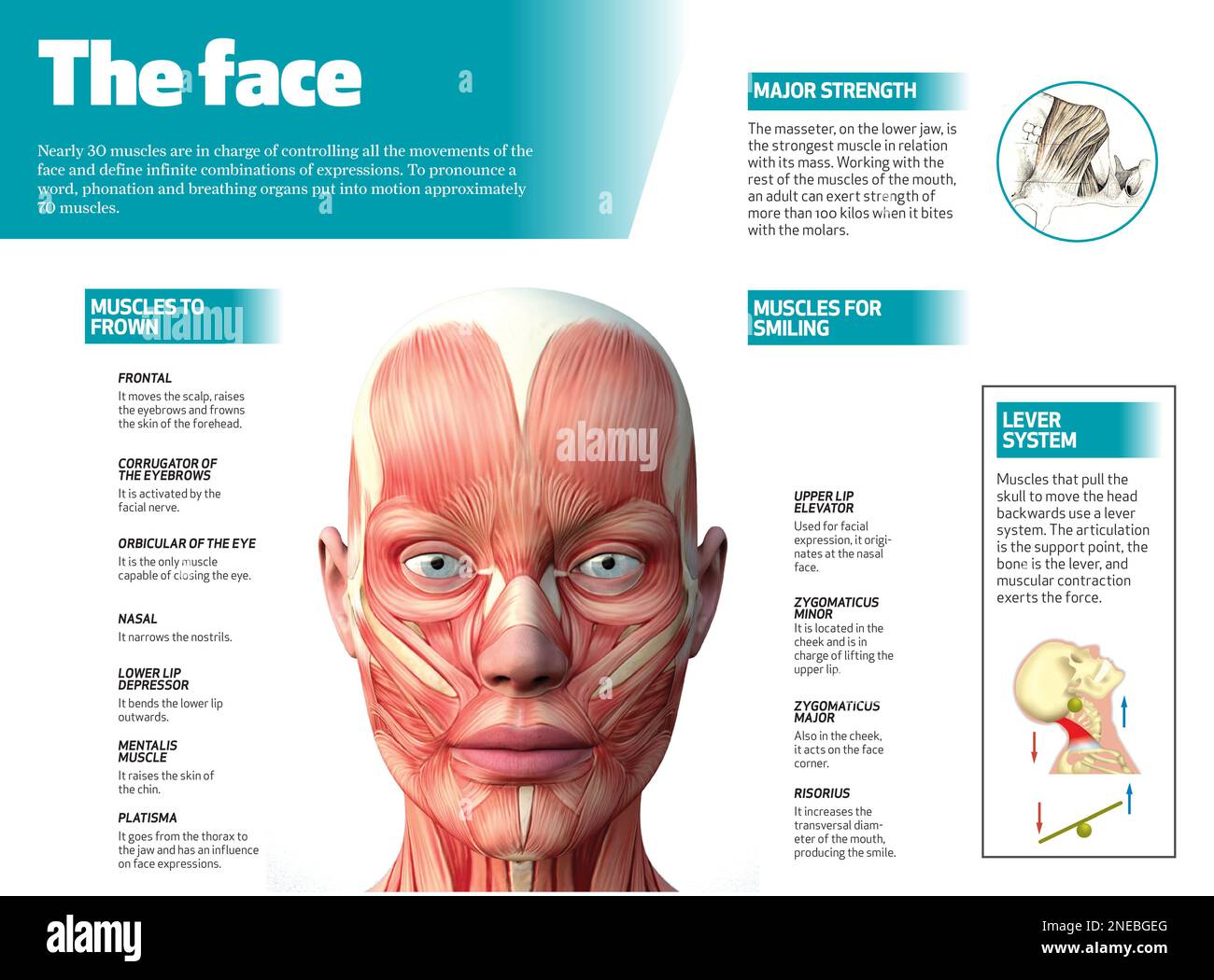 Infography on the face muscles. [Adobe InDesign (.indd); 4795x3543