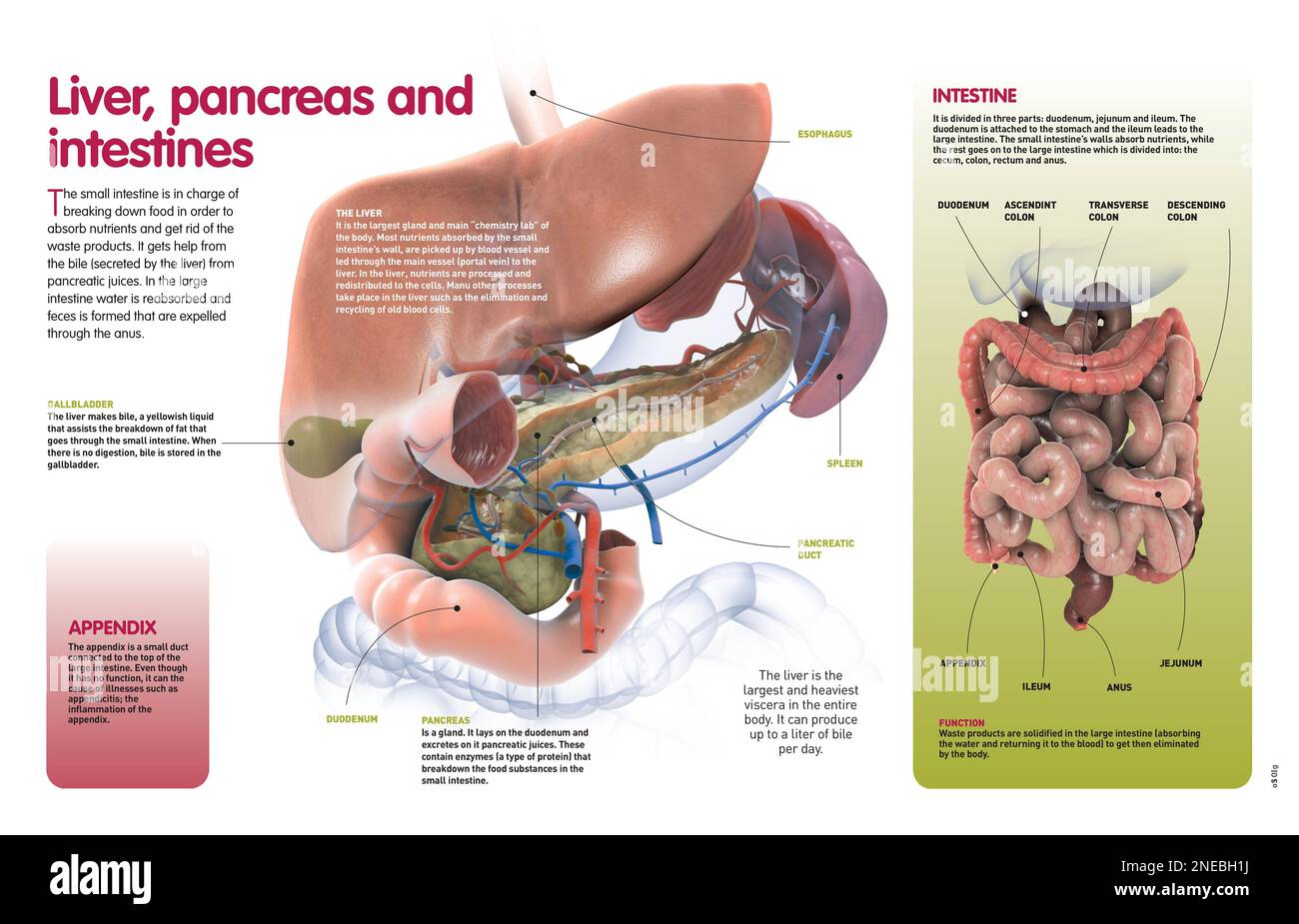 Pancreatic Juices Aka Enzyme