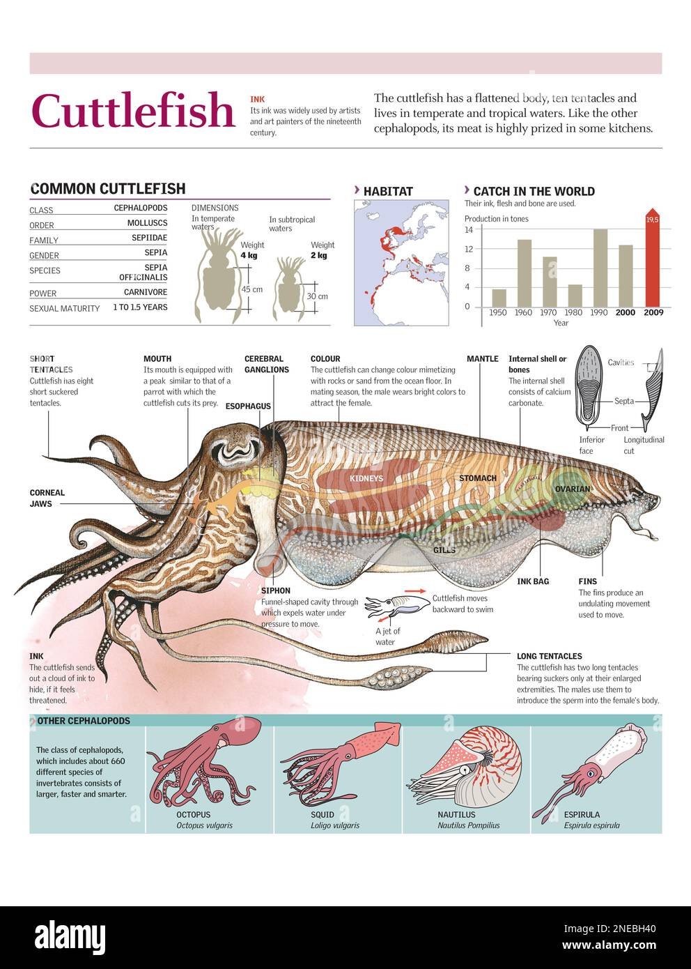 Infographics of the anatomy, habitat and locomotion of the cuttlefish and the world catch. [Adobe Illustrator (.ai); 2480x3248]. Stock Photo