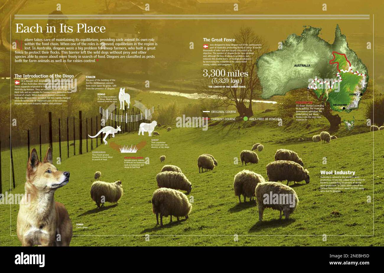 Infographic on the great fence separating sheep and dingos in Australia. [QuarkXPress (.qxp); 6259x4015]. Stock Photo
