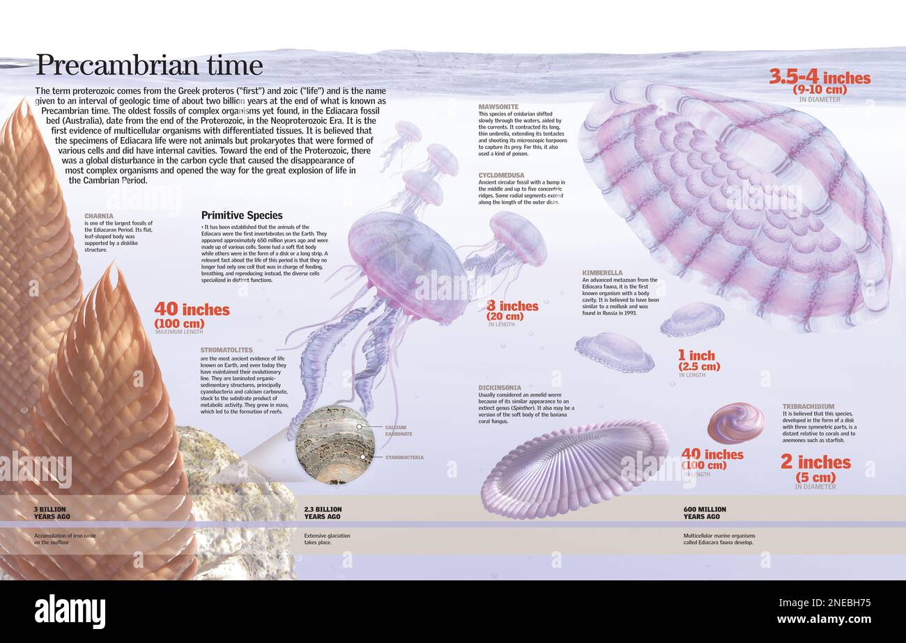 First Multicellular Organisms Hi res Stock Photography And Images Alamy first-multicellular-organisms-hi-res-stock-photography-and-images-alamy