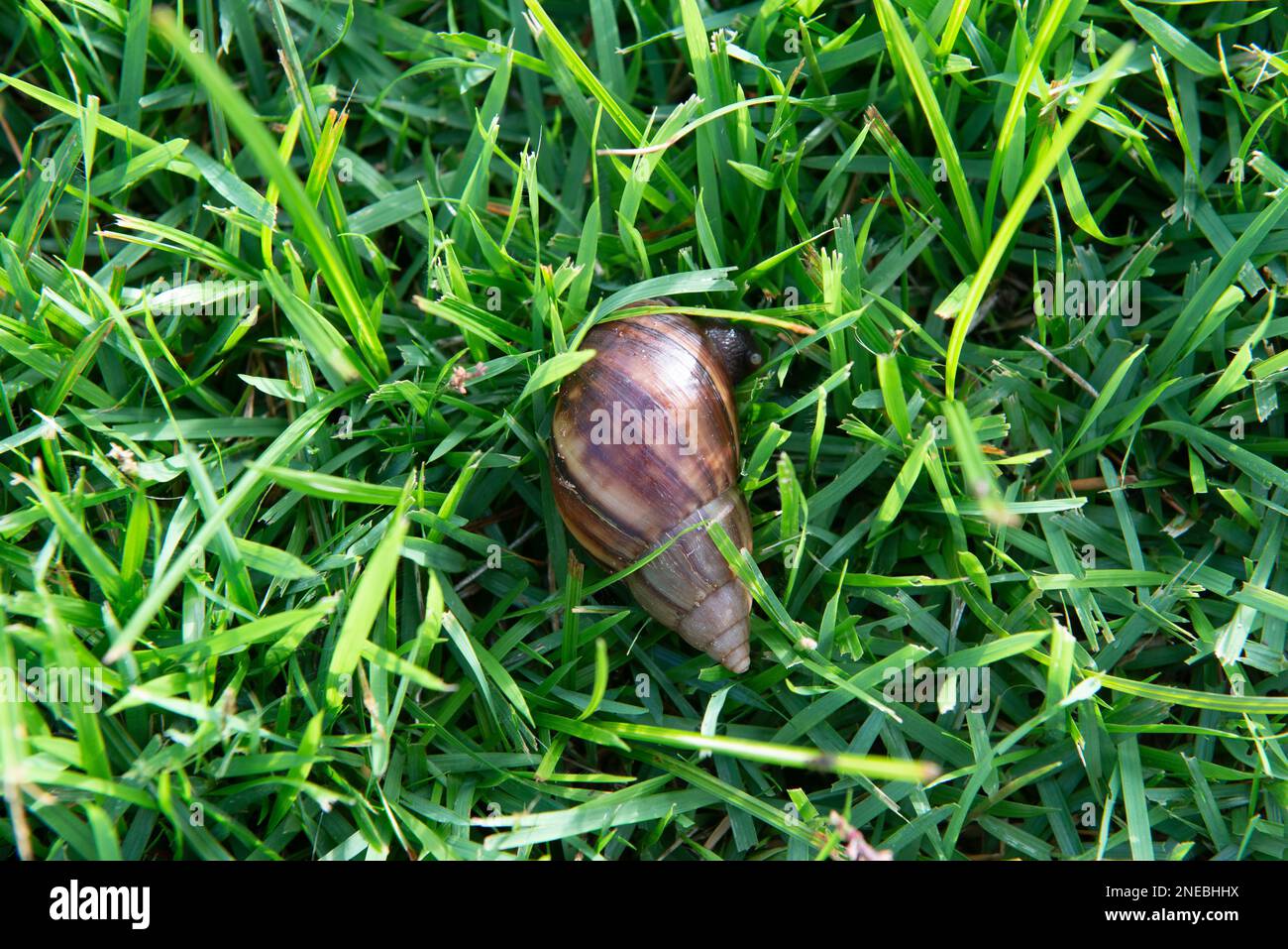 Closeup of giant African snail (Achatina fulica) on green grass. The
