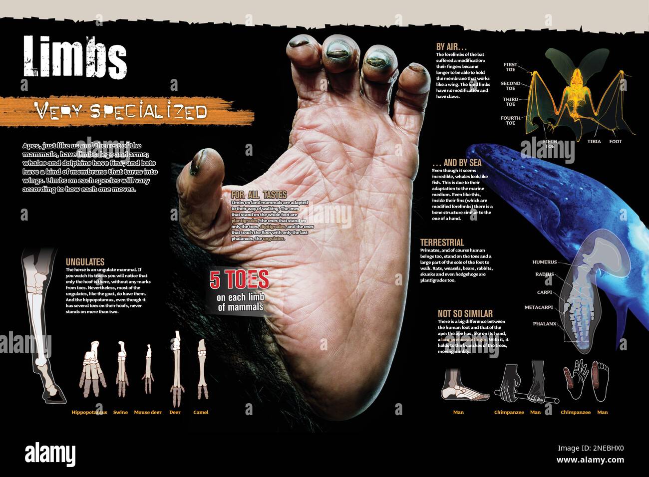 Infographic on the extremities of mammals. [Adobe InDesign (.indd); 6259x4015]. Stock Photo