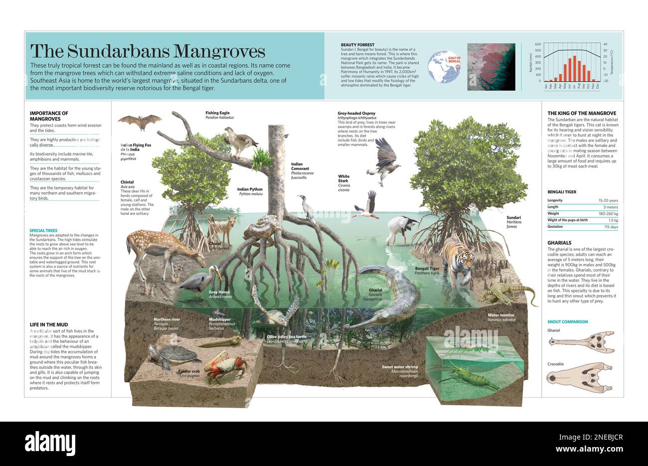 Infographic of the ecosystem of the Sundarbans Mangroves (Bangladesh ...