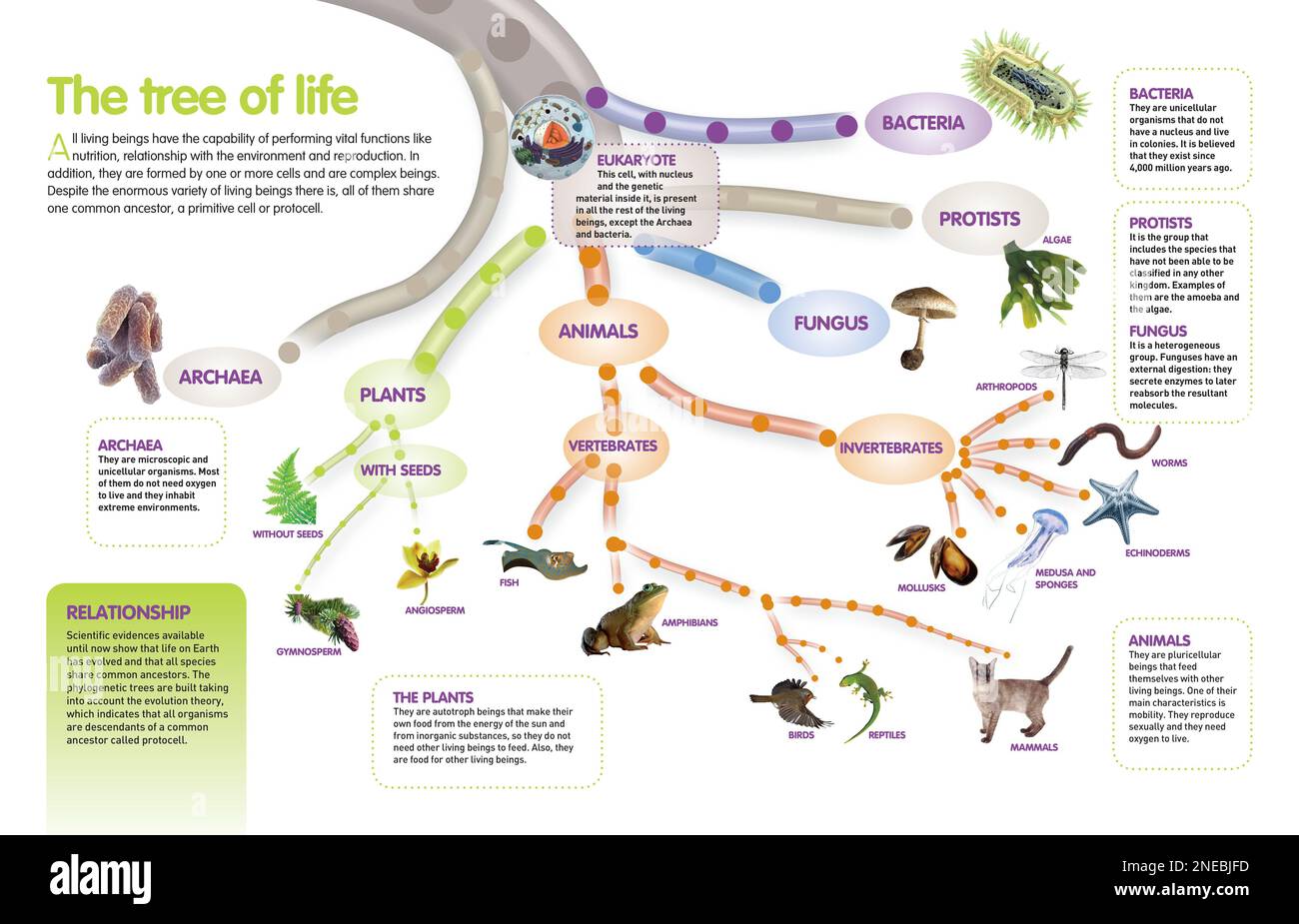 Infographic of the evolutionary tree of living beings that descend from a common ancestor. [QuarkXPress (.qxp); Adobe InDesign (.indd); 4960x3188]. Stock Photo