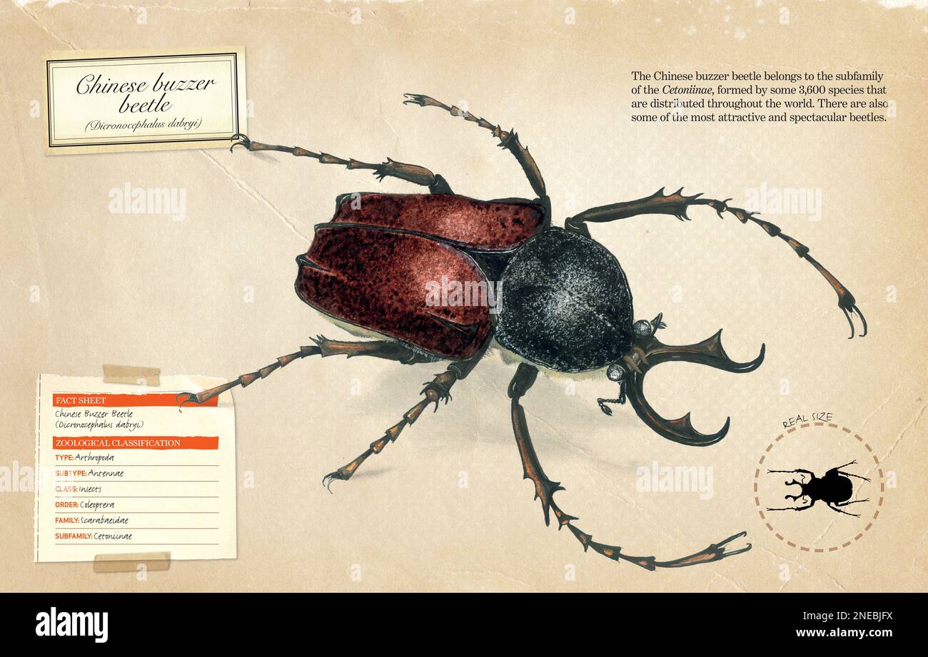 Fact sheet and zoological classification of Chinese buzzer beetle (Dicronocephalus dabryi). [Adobe InDesign (.indd); 5078x3248]. Stock Photo