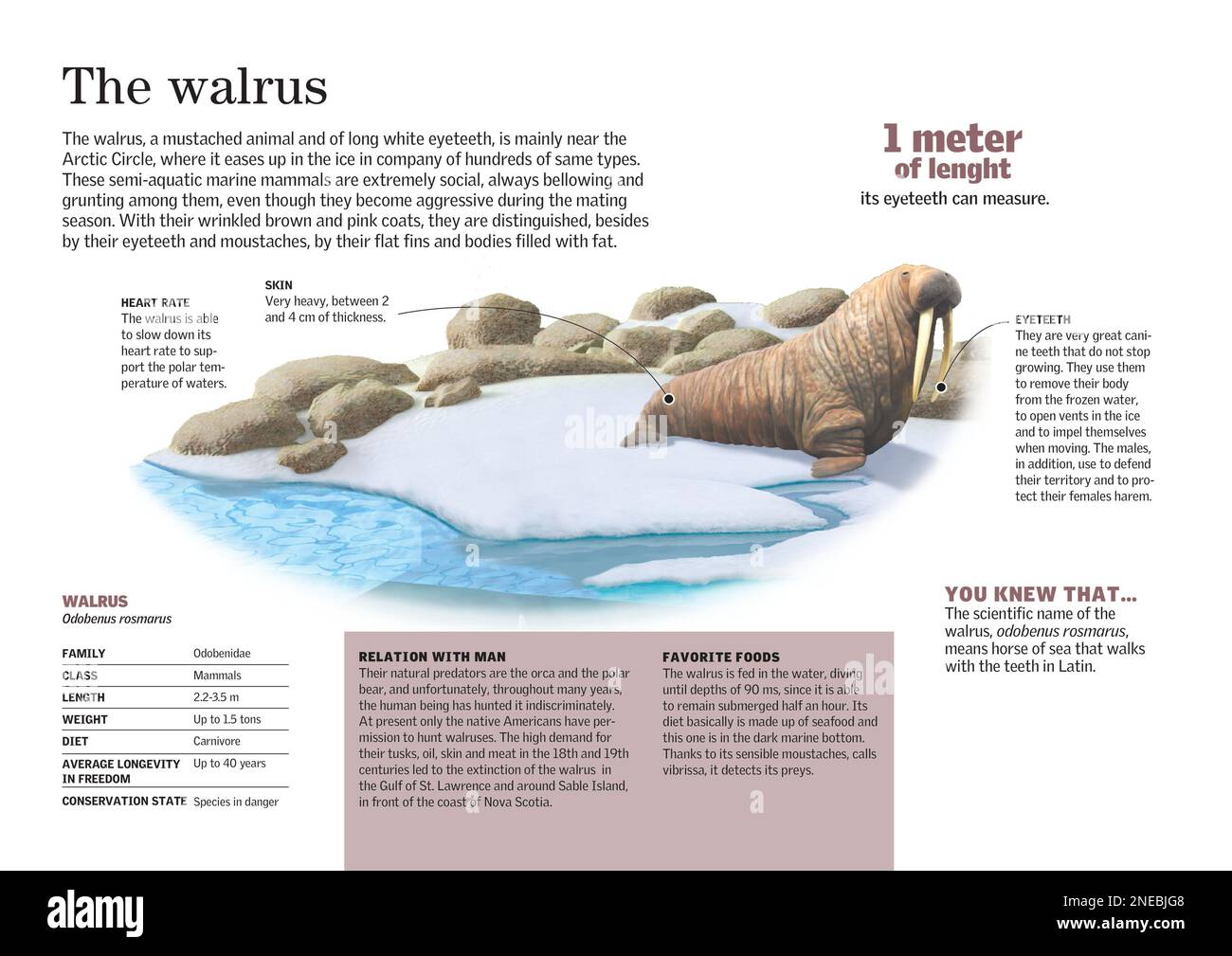 Infographic about the morphology, behavior and feeding of the walrus