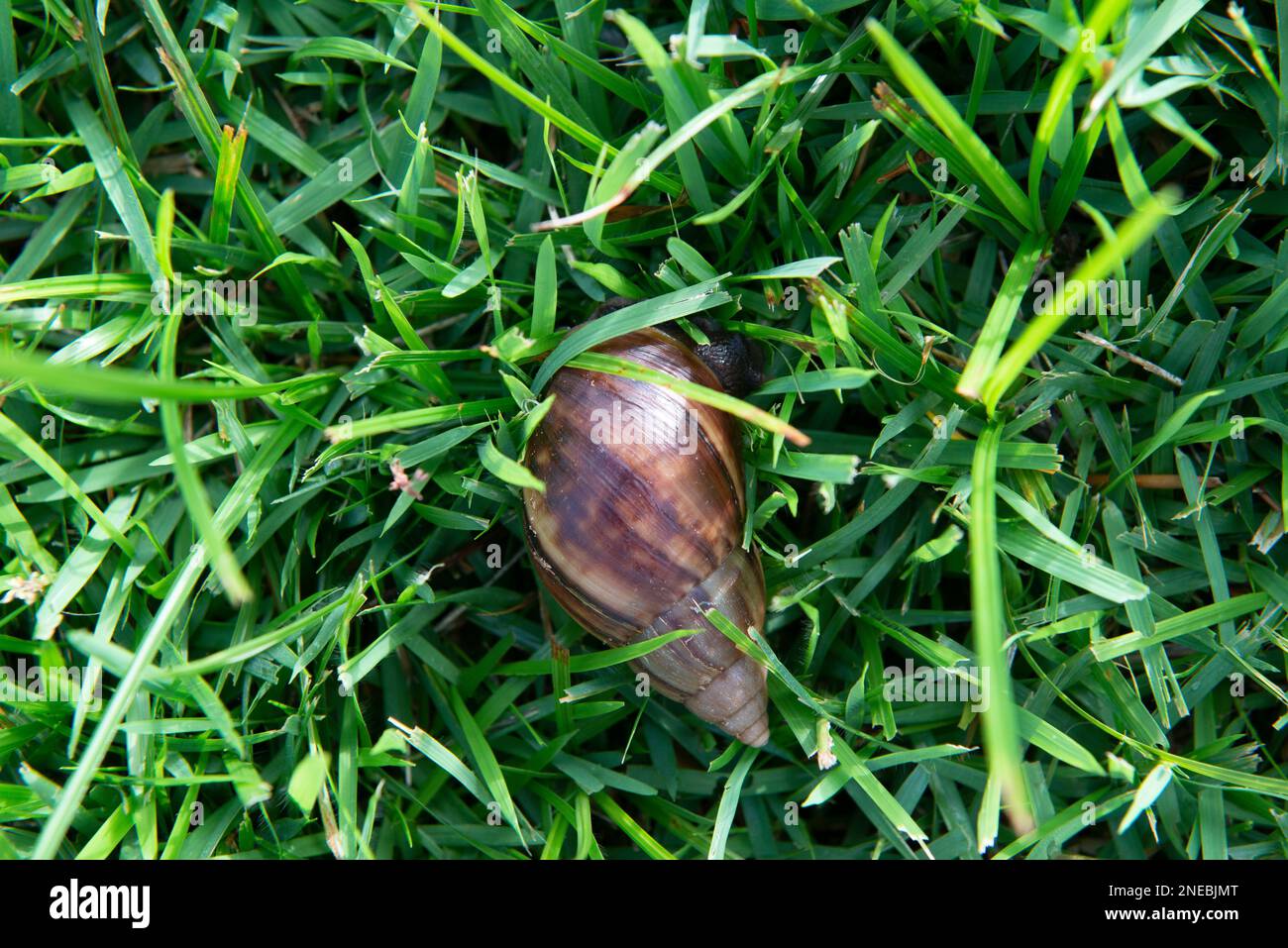 Closeup of giant African snail (Achatina fulica) on green grass. The