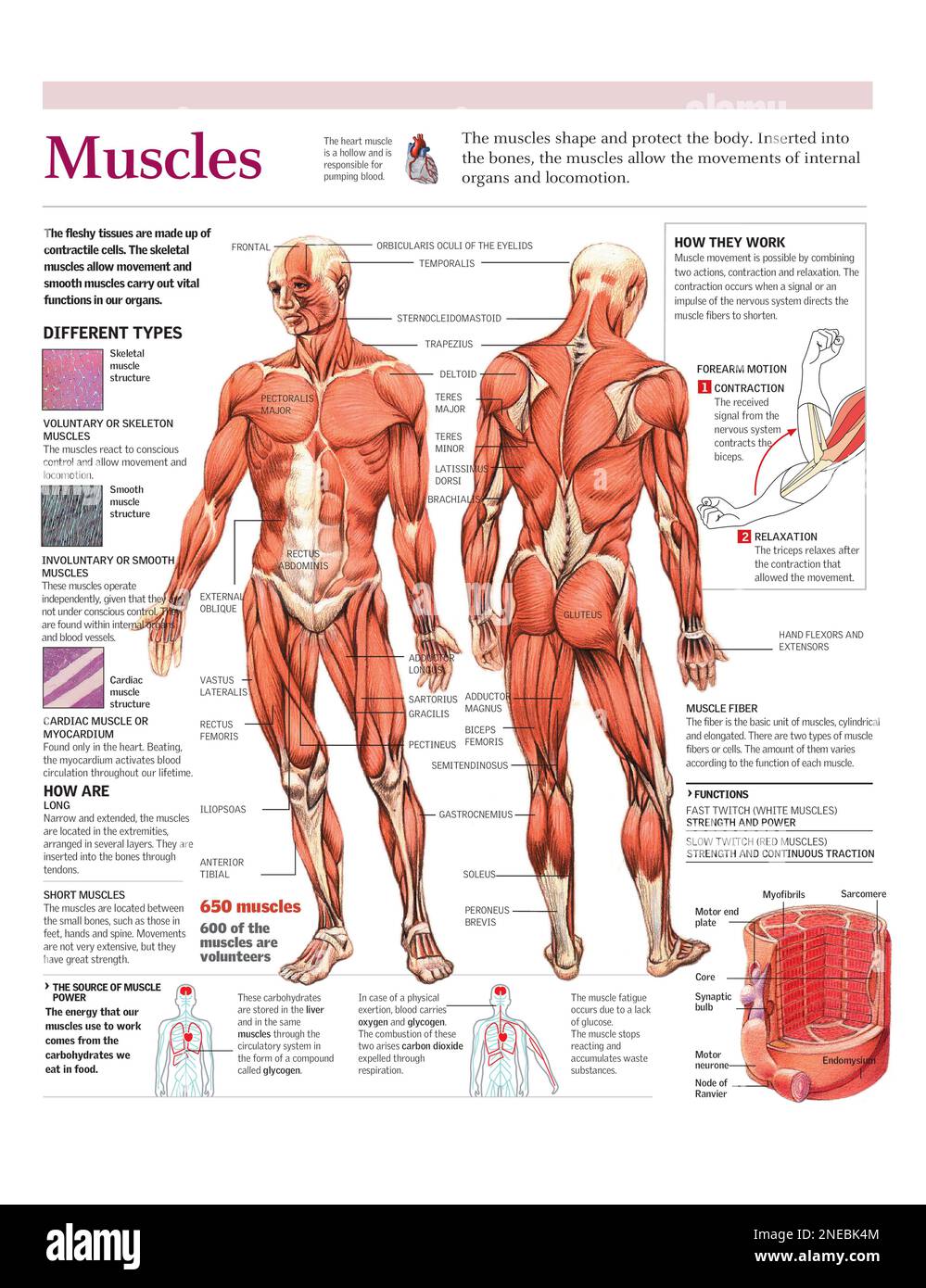 Infographics of the body muscles, its functioning and muscle fiber composition. [Adobe Illustrator (.ai); 2480x3248]. Stock Photo