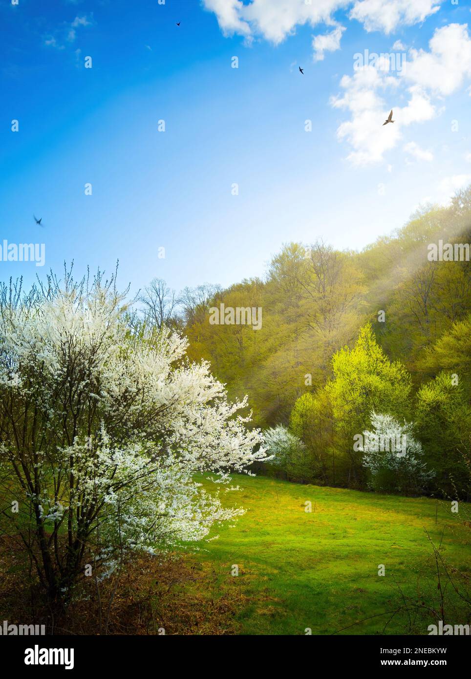 Beautiful Spring Scenery