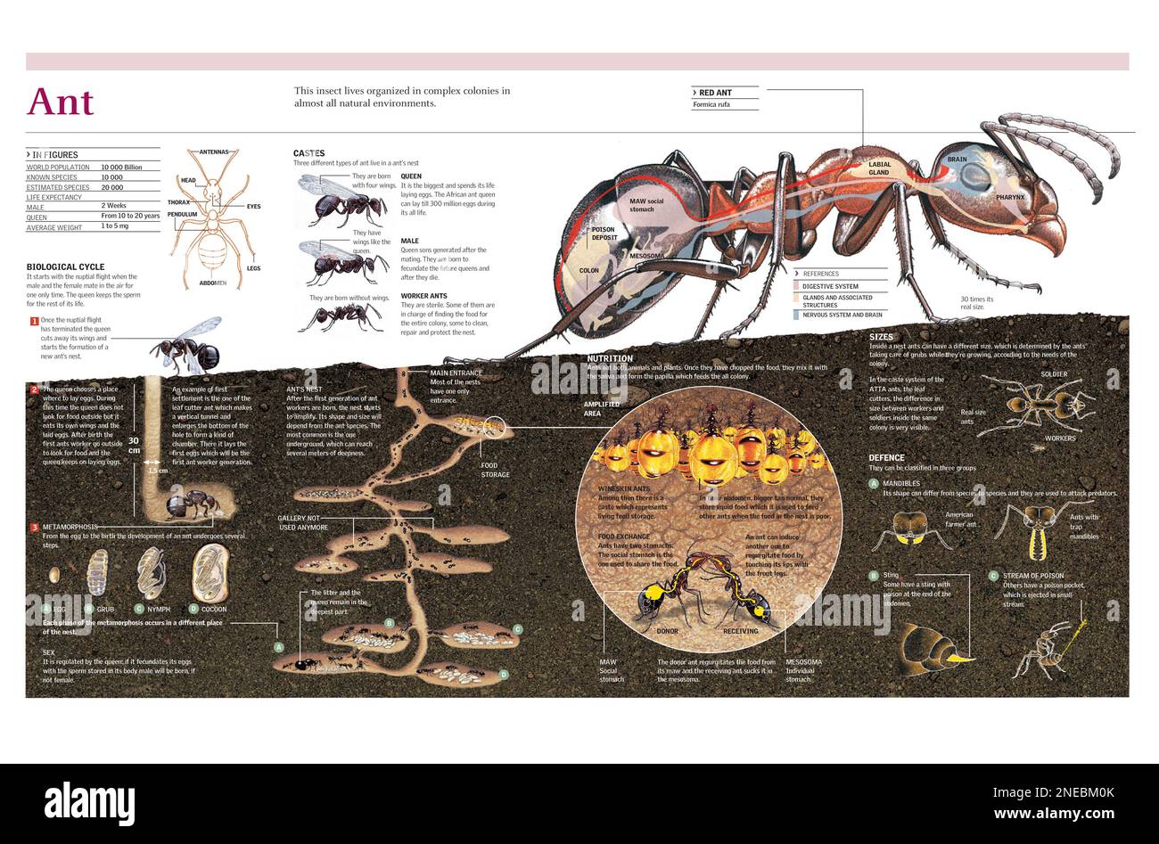 Infographics of the anatomy and life cycle of the ant, the nest construction and the organization of an ant colony. [Adobe Illustrator (.ai); 4960x3248]. Stock Photo