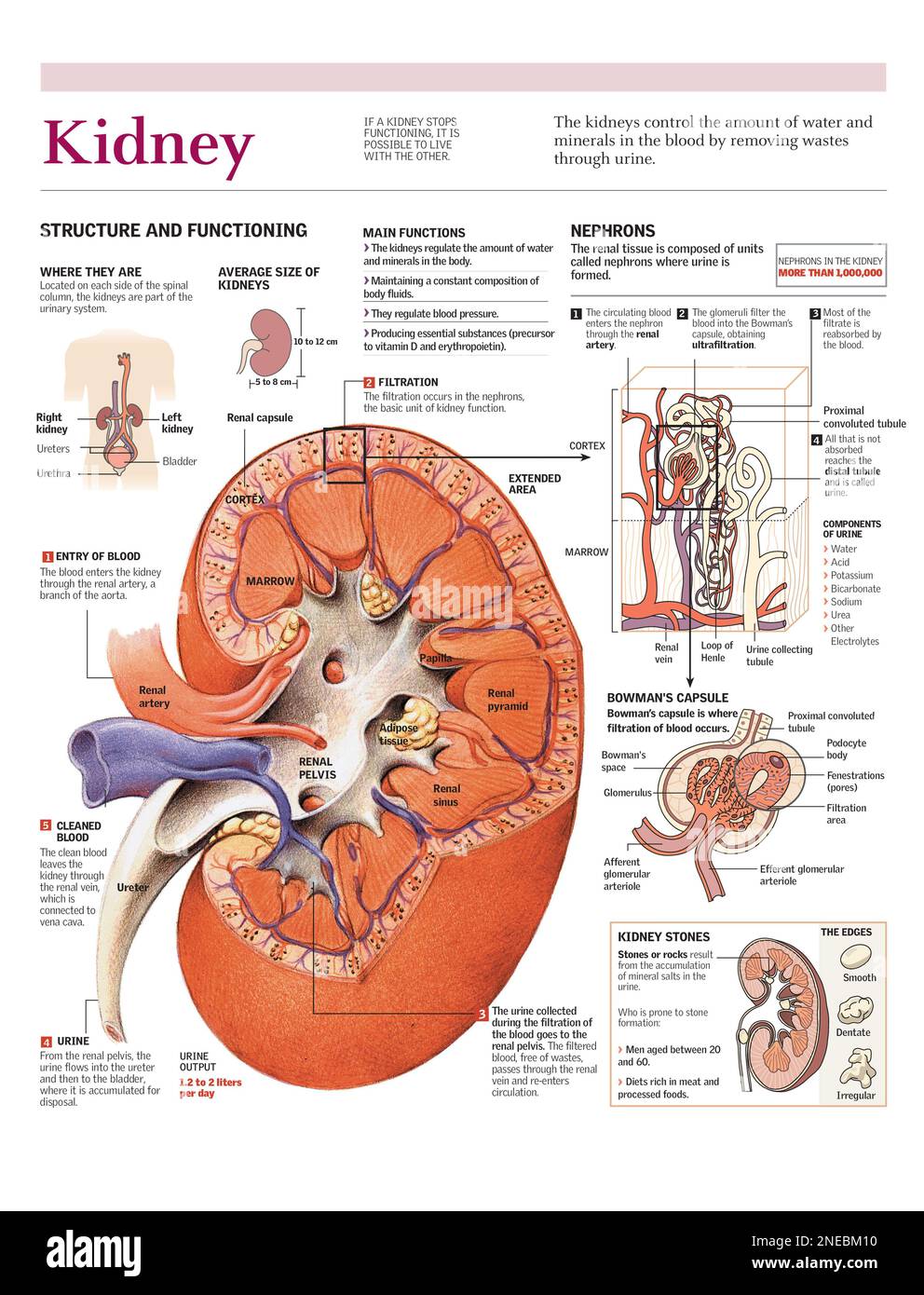 Infographics of the parts of the human kidney and the process of