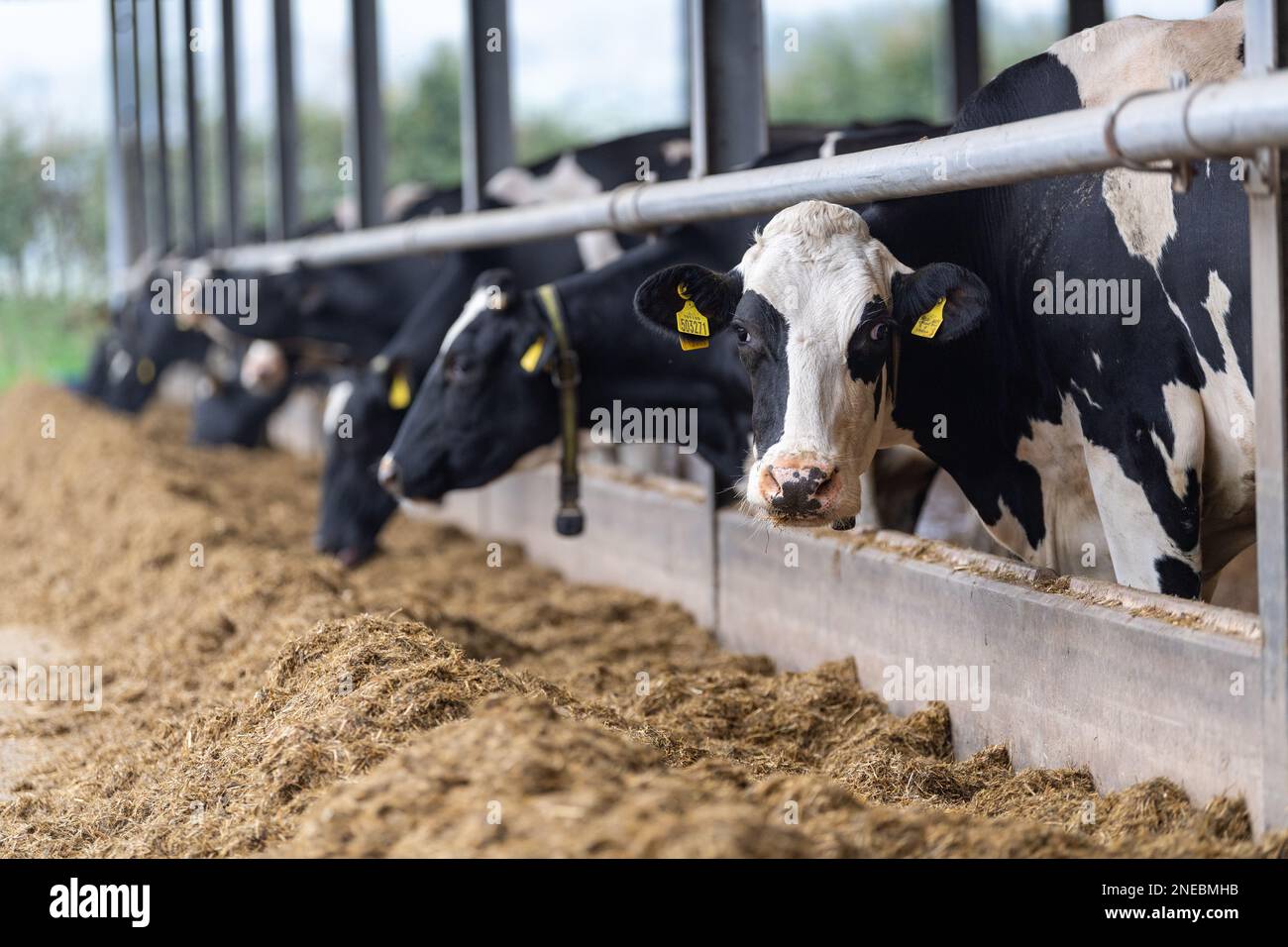 Housed Dairy cattle eating a grass based total mix ration, Cumbria, UK. Stock Photo