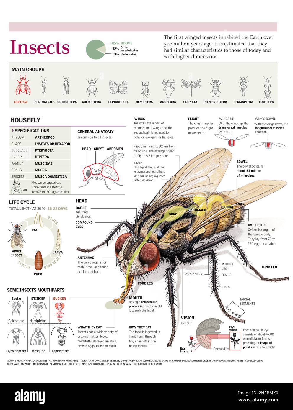 Anatomy Of A Housefly Housefly Overview Anatomy Life Cycle Video