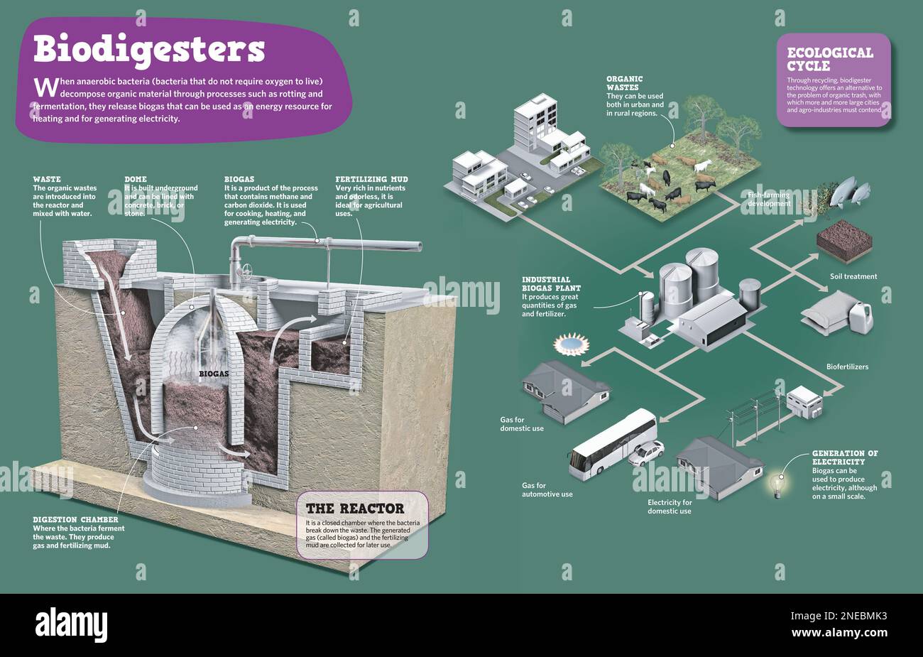 Infographic on bio-digesters or organic waste digesters, and how within the reactors, the bacteria break down the waste. [Adobe InDesign (.indd); 4960x3188]. Stock Photo