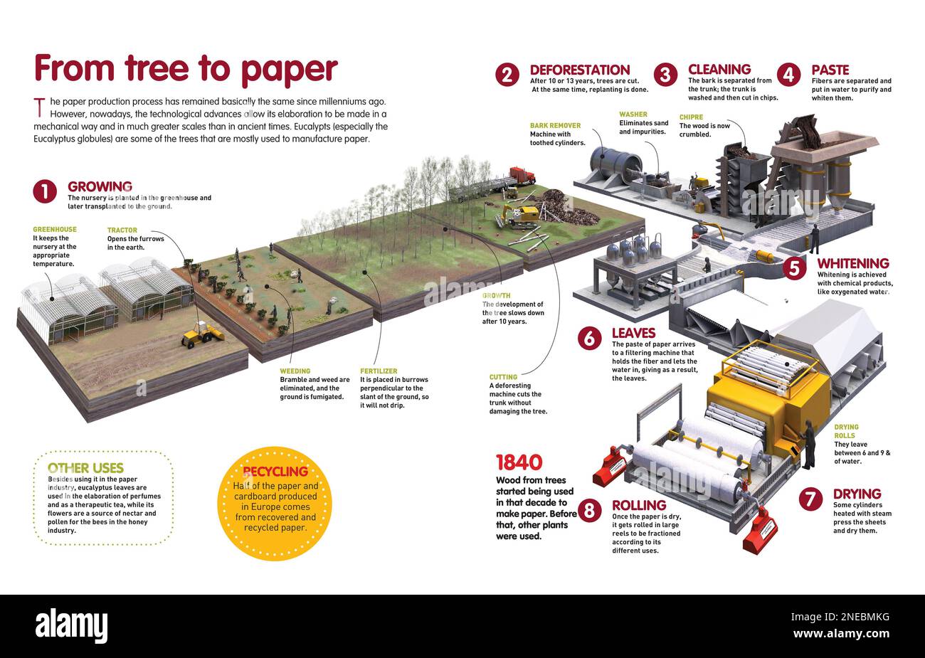 Infographic of the whole process of production of paper from the wood