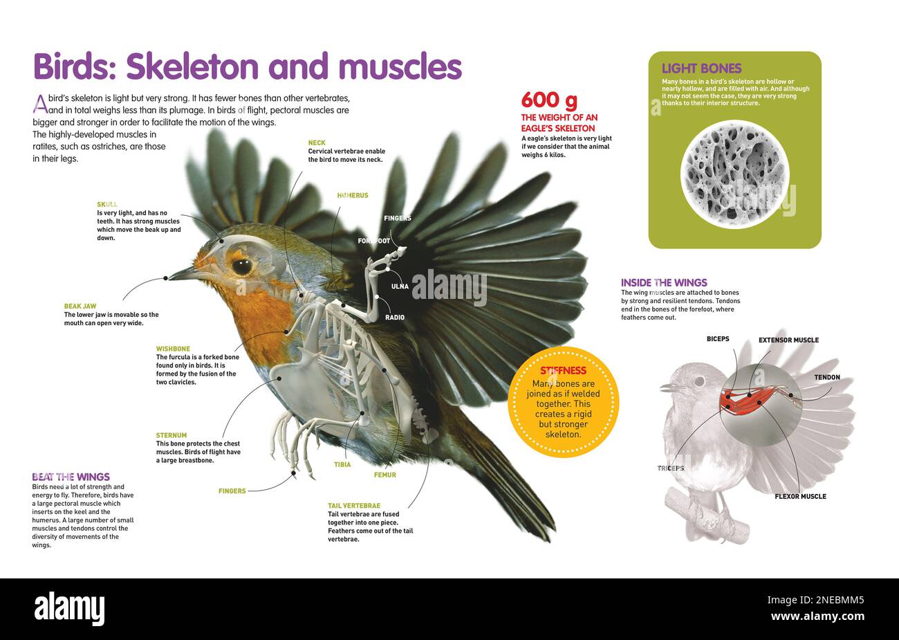 Infographic about the body structure of birds, from their skeleton to their muscular system, designed to allow flight or running. [QuarkXPress (.qxp); Adobe InDesign (.indd); 4960x3188]. Stock Photo