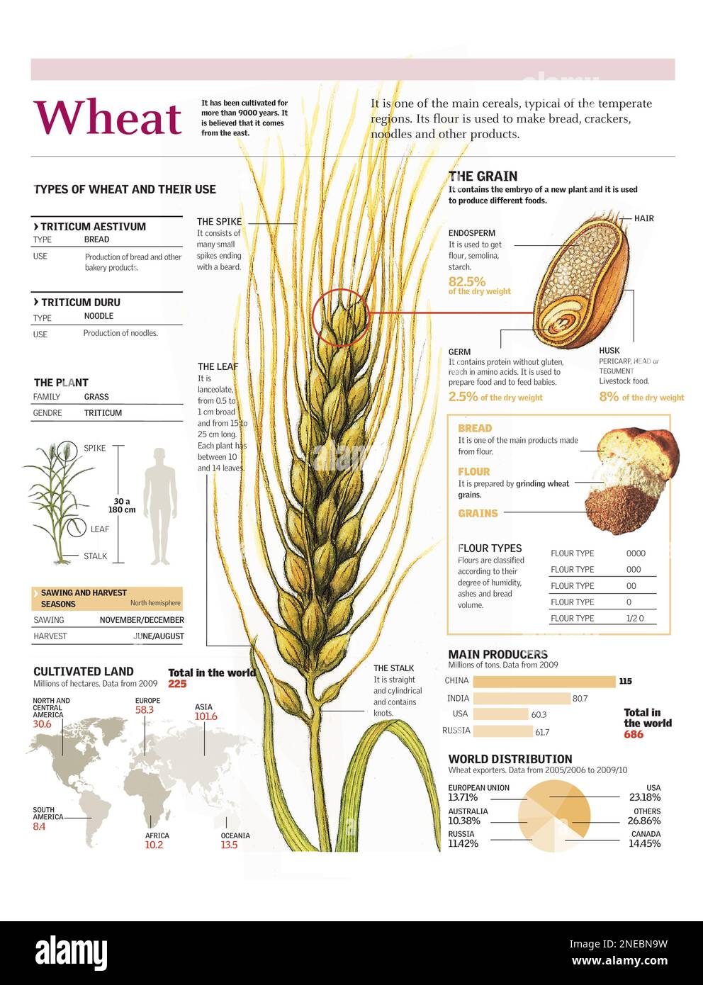 Infographics of the composition of wheat types by products and