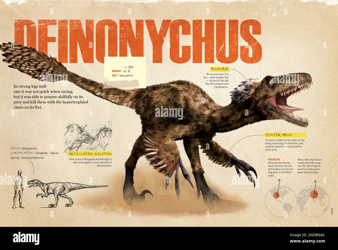 Infographics about Deinonychus, a carnivorous dinosaur with feathers that lived in the Cretaceous, Mesozoic era. [QuarkXPress (.qxp); 4842x3248]. Stock Photo