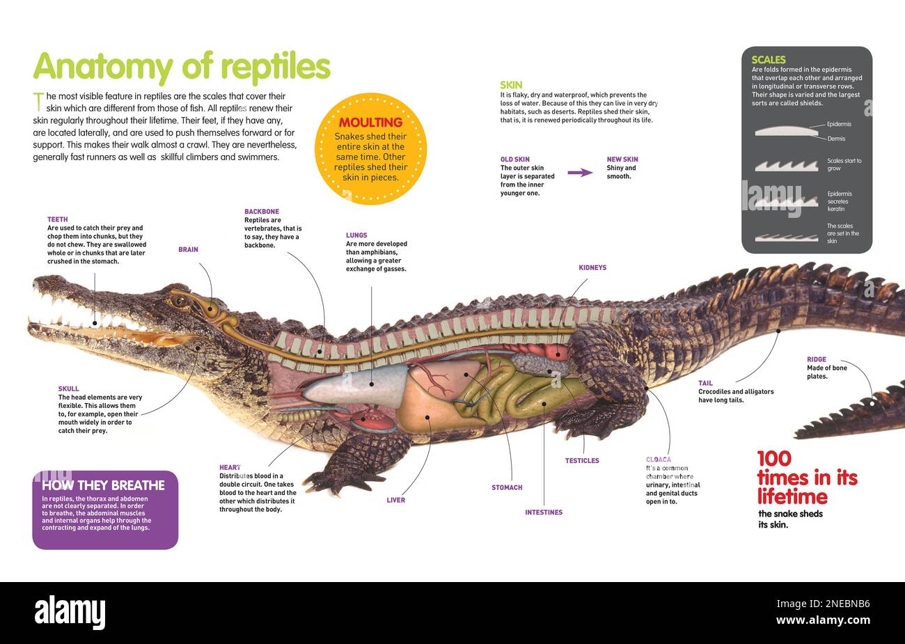 Infographic about the anatomy of the vertebrate reptile that has scales and, in some cases, strong jaws and teeth to cut up it preys. [QuarkXPress (.qxp); Adobe InDesign (.indd); 4960x3188]. Stock Photo