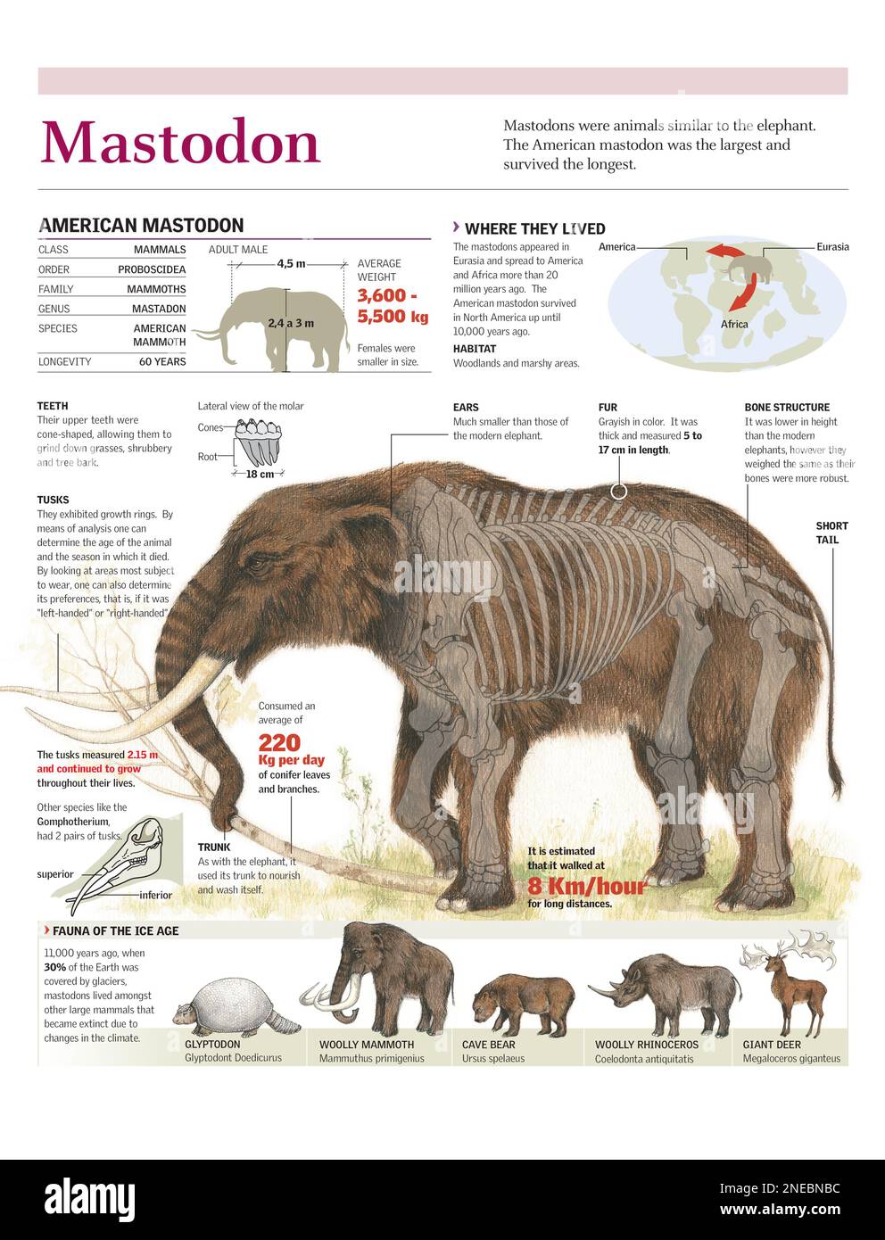 Mastodon animal hi-res stock photography and images - Page 2 - Alamy Mastodon animal hi-res stock photography and images - Page 2 - Alamy