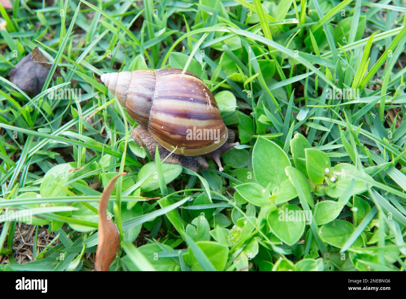 Closeup of giant African snail (Achatina fulica) on green grass. The