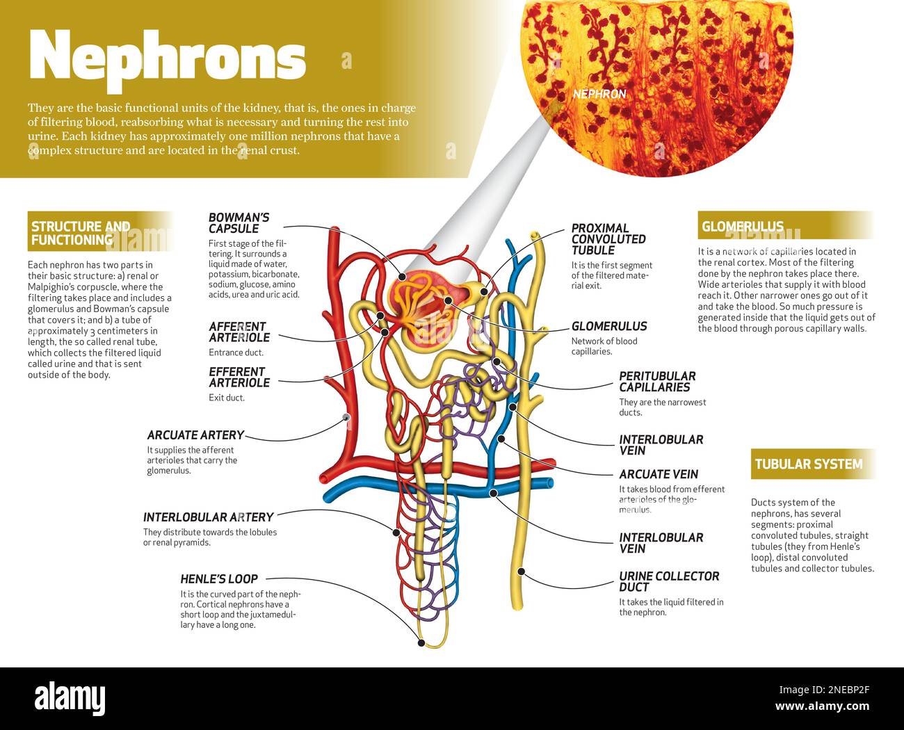 Infography on nephrons, the basic functional units of the kidney, i.e