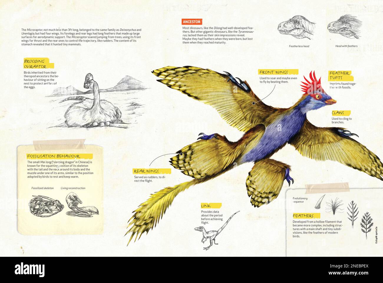 Infographics about the microraptor, a dromeosaurus theropod predecessor of modern birds. [QuarkXPress (.qxp); 4842x3248]. Stock Photo