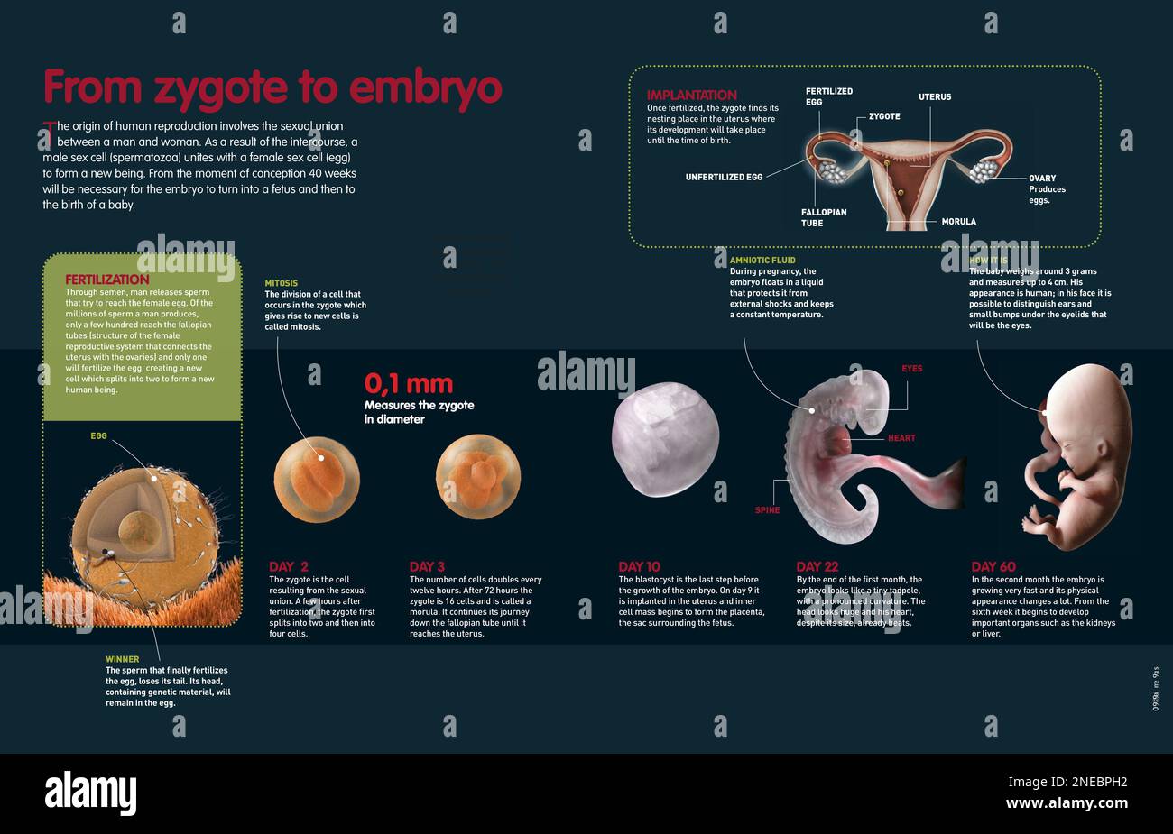 Infographic that describes the fertilization process and the development of the zygote in the mother’s uterus until two months old. [QuarkXPress (.qxp); Adobe InDesign (.indd); 4960x3188]. Stock Photo