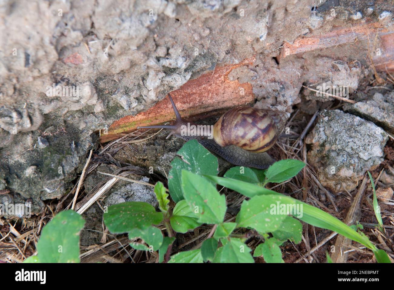 Closeup of giant African snail (Achatina fulica) in home garden. Snails
