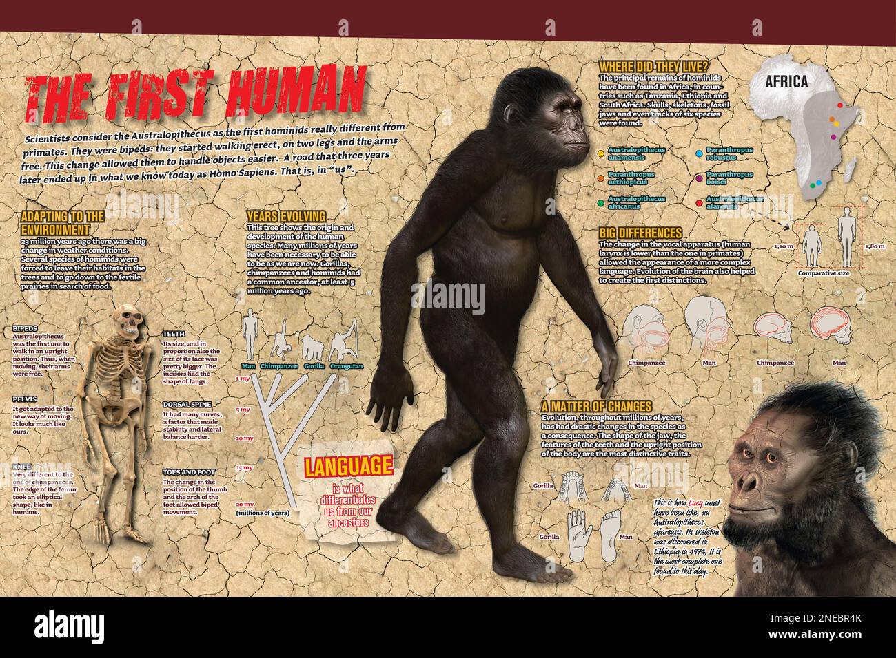 Infographic on human evolution. [Adobe InDesign (.indd); 4960x3307