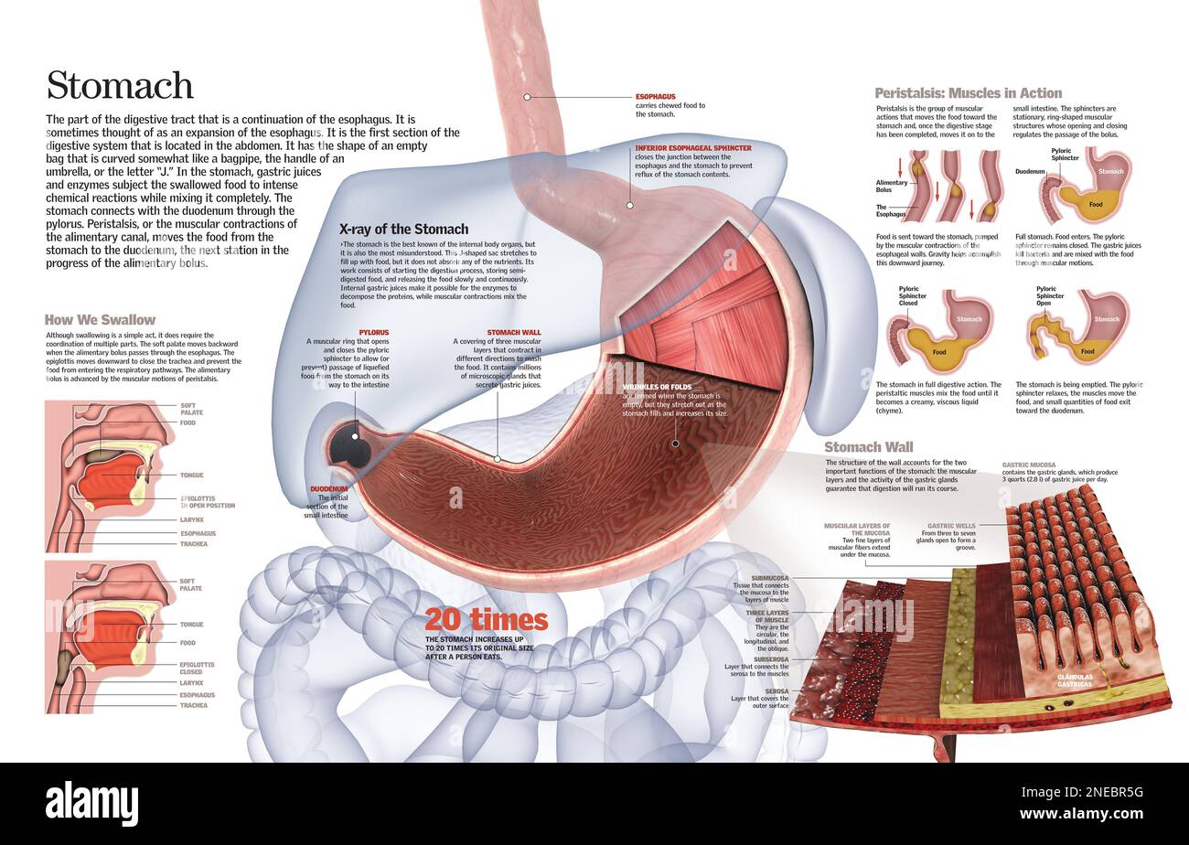 Stomach Diagram Anatomy Koibanainfo Stomach Diagram Digestive Stomach Diagram Anatomy Koibanainfo Stomach Diagram Digestive