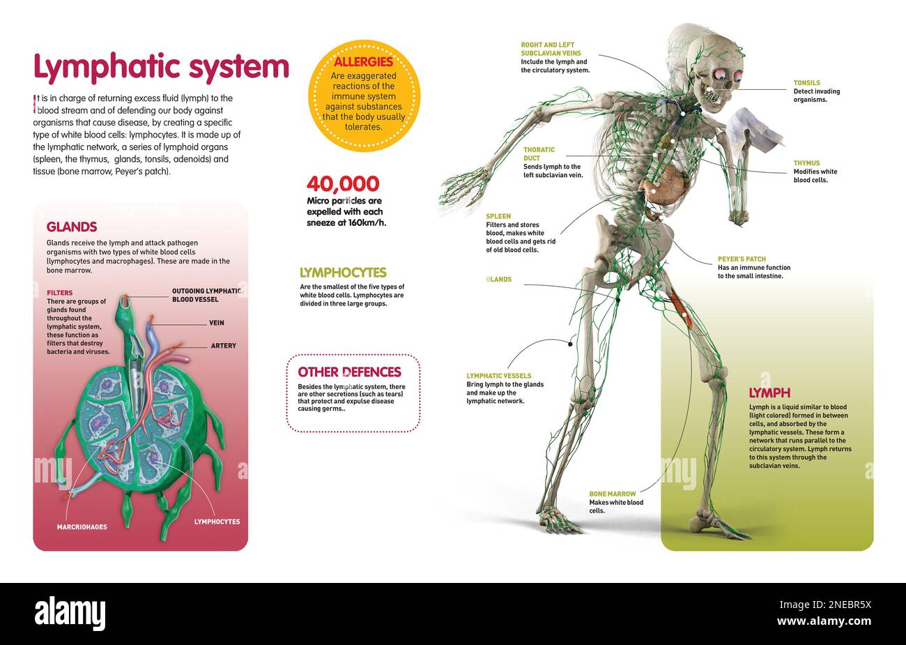 Infographic that describes the functions and components of the lymphatic system, and the structure of the ganglion. [QuarkXPress (.qxp); Adobe InDesign (.indd); QuarkXPress (.qxd); 4960x3188]. Stock Photo