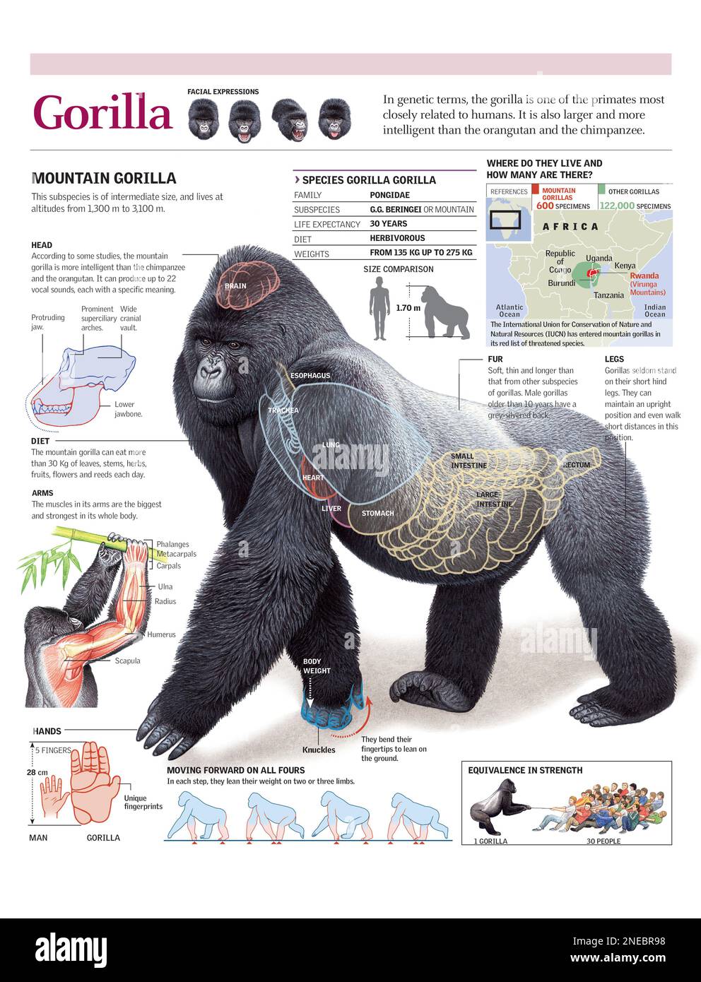 Infographics of the anatomy, habitat and locomotion of a mountain gorilla. [Adobe Illustrator (.ai); 2480x3248]. Stock Photo