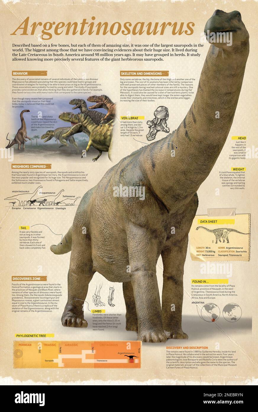 Infographic about Argentinosaurus, one of the largest sauropods in the world. It lived during the Late Cretaceous, around 95 million years ago. [Adobe InDesign (.indd); 6496x9685]. Stock Photo