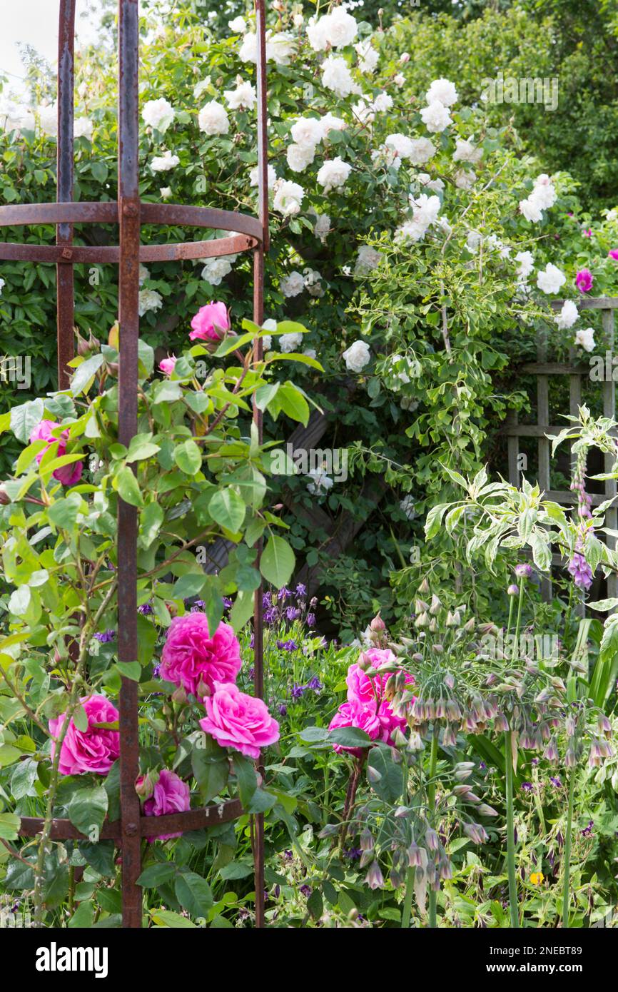 English Cottage Garden with Roses and Allium Stock Photo