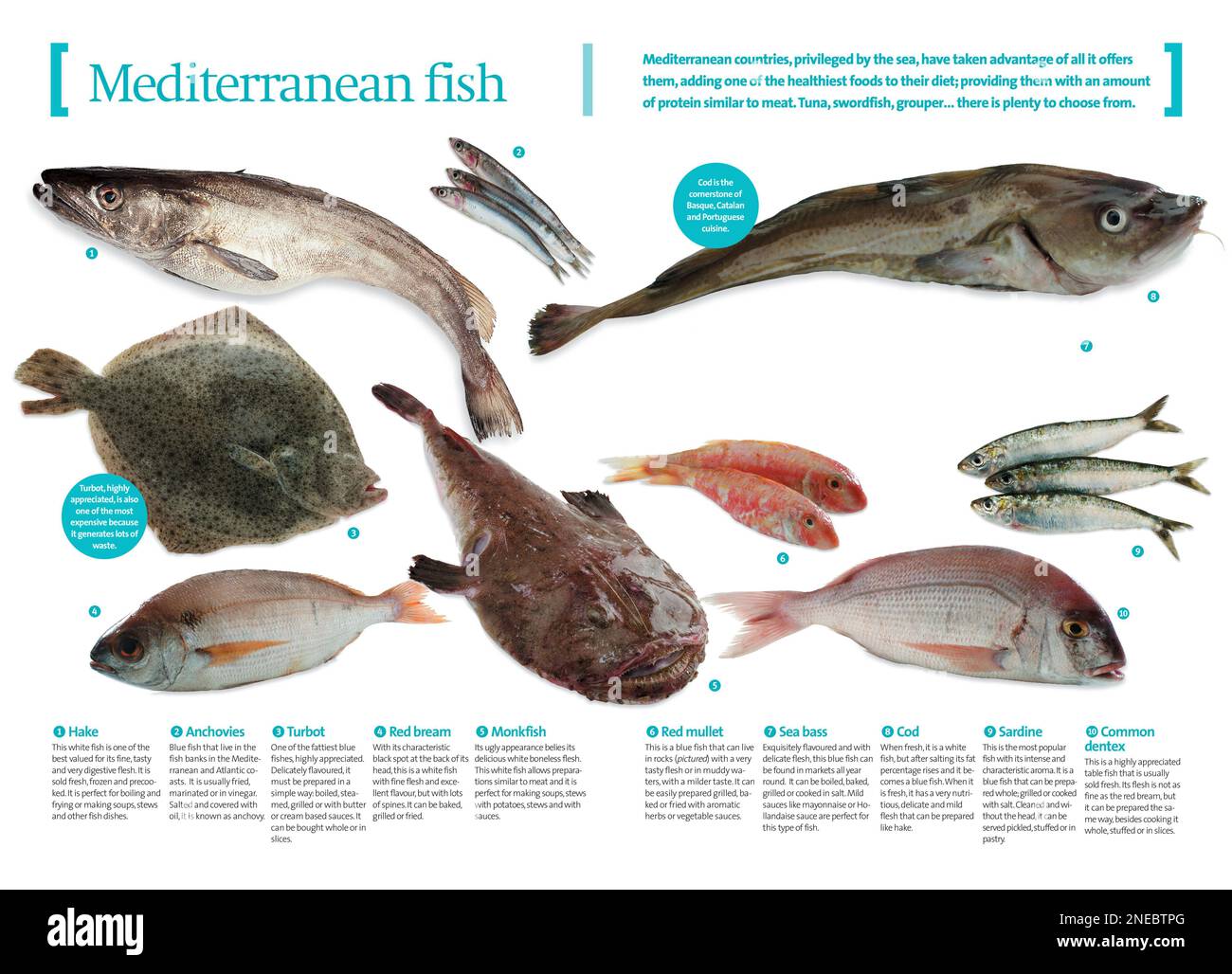 Infographics about some of the most characteristic fishes of the Mediterranean. [QuarkXPress (.qxp); 4251x3070]. Stock Photo