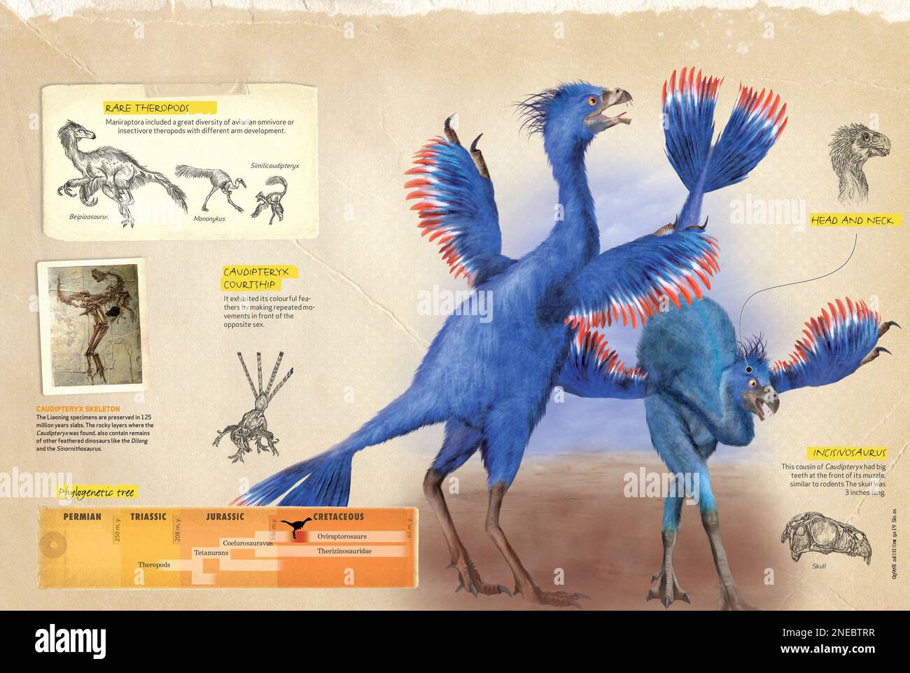 Infographics about the caudipteryx, an avian theropod dinosaur from the Cretaceous period, its habits and its phylogenetical tree. [QuarkXPress (.qxp); 4842x3248]. Stock Photo