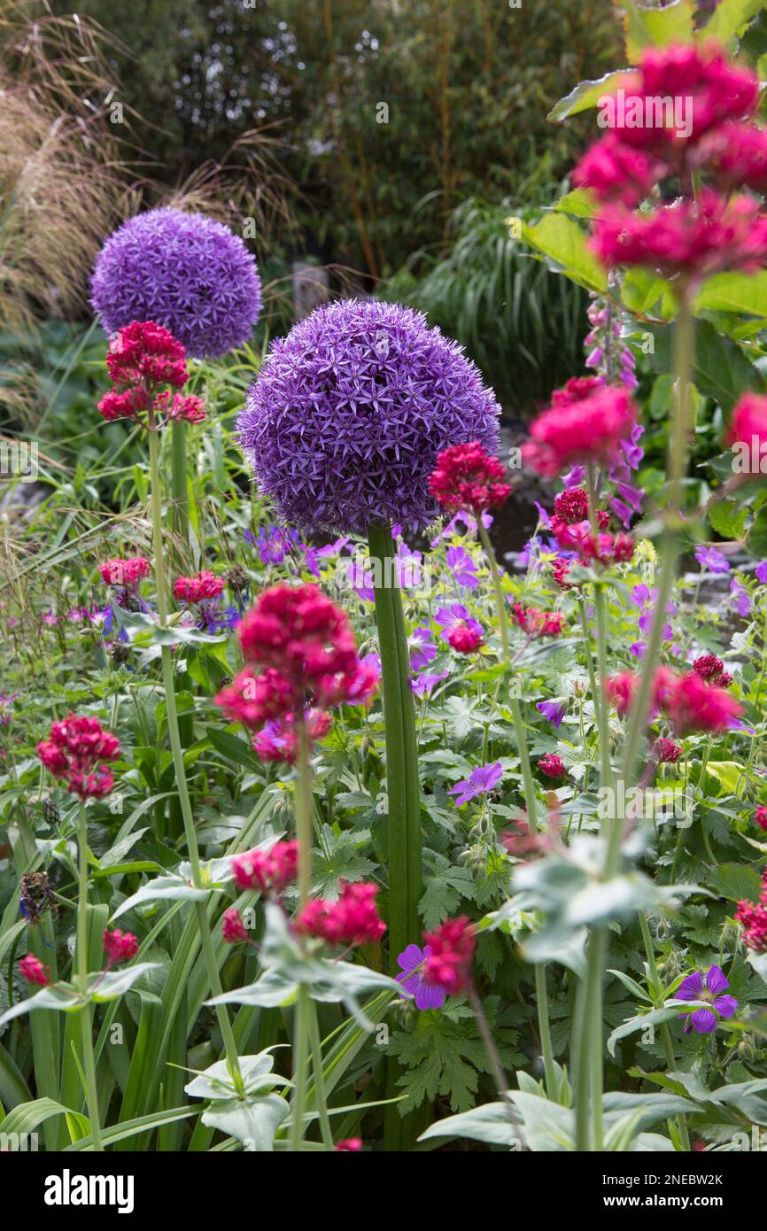English Cottage Garden flowerbed with Valerian and Allium Stock Photo