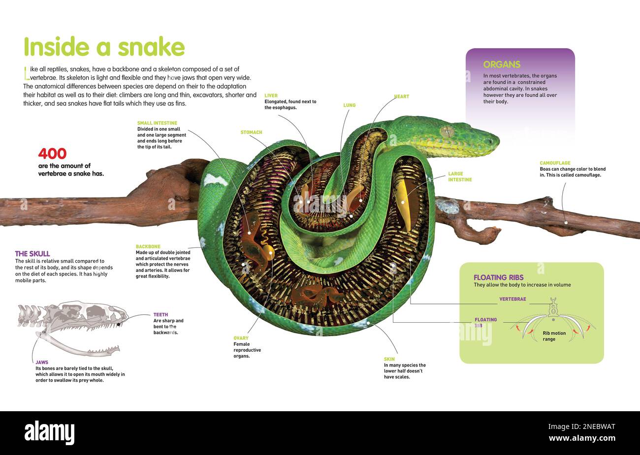 Infographic about the anatomy of snakes. [QuarkXPress (.qxp); Adobe InDesign (.indd); 4960x3188]. Stock Photo